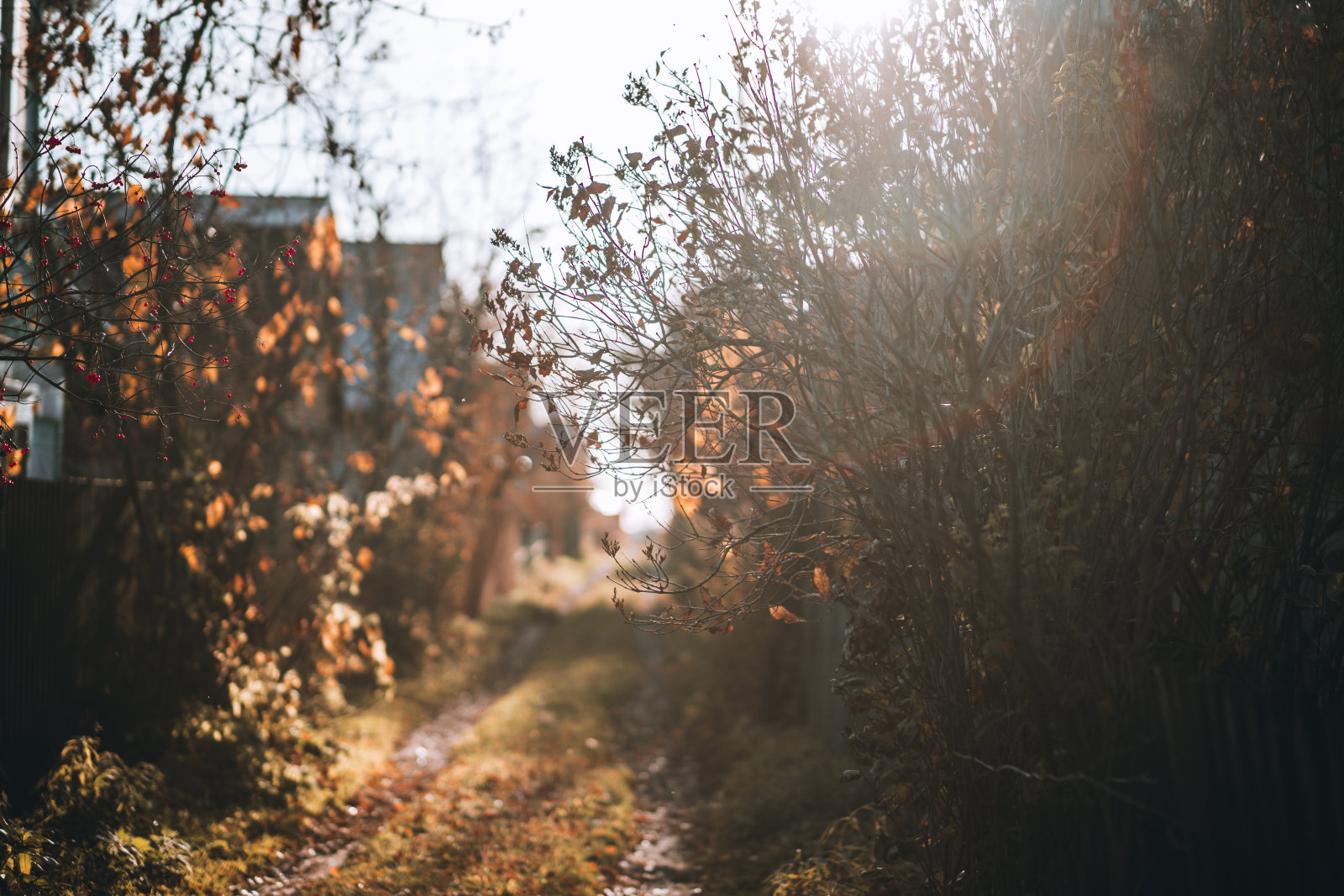 美丽的乡村街道有很多植物照片摄影图片