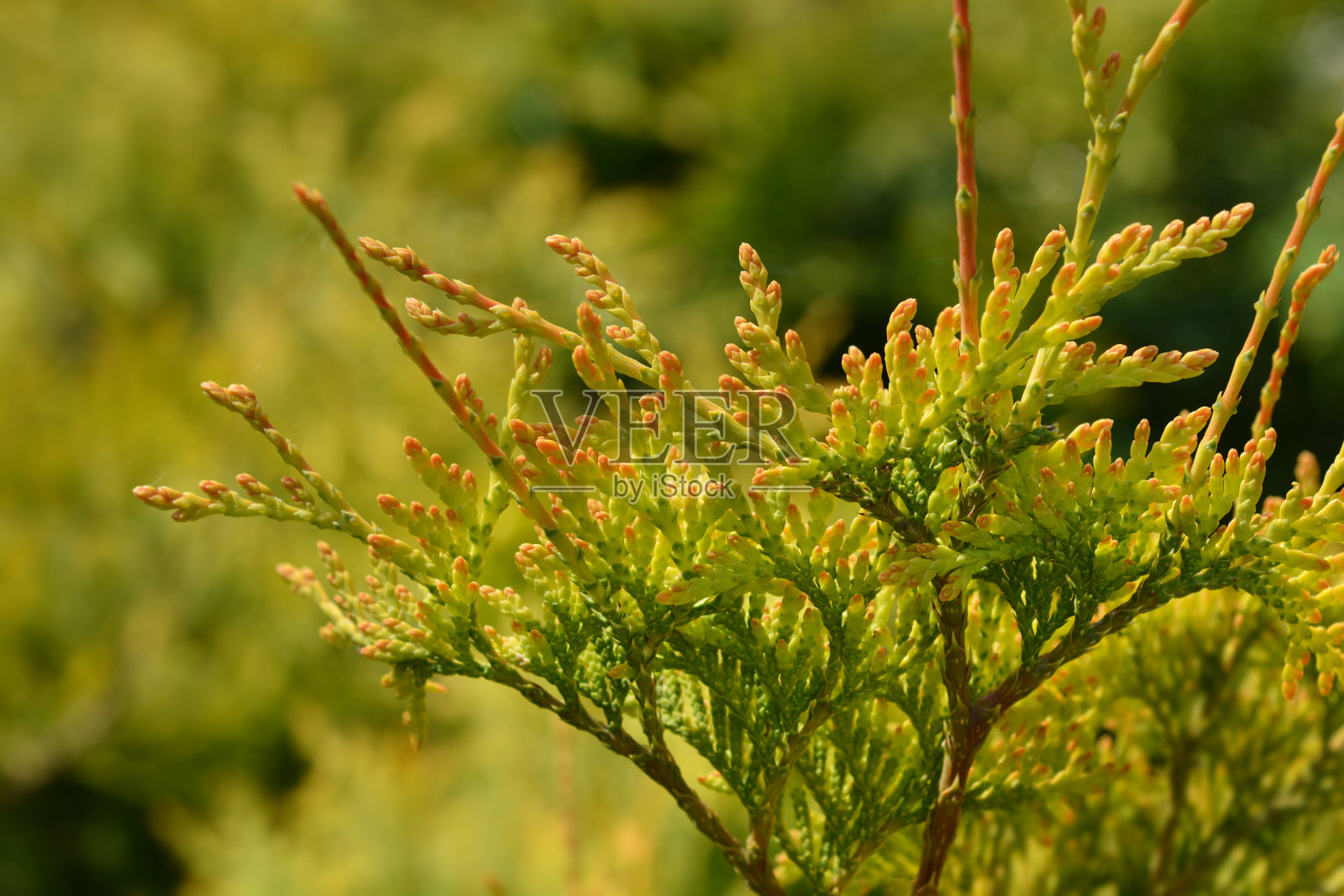 金球奖金钟柏照片摄影图片