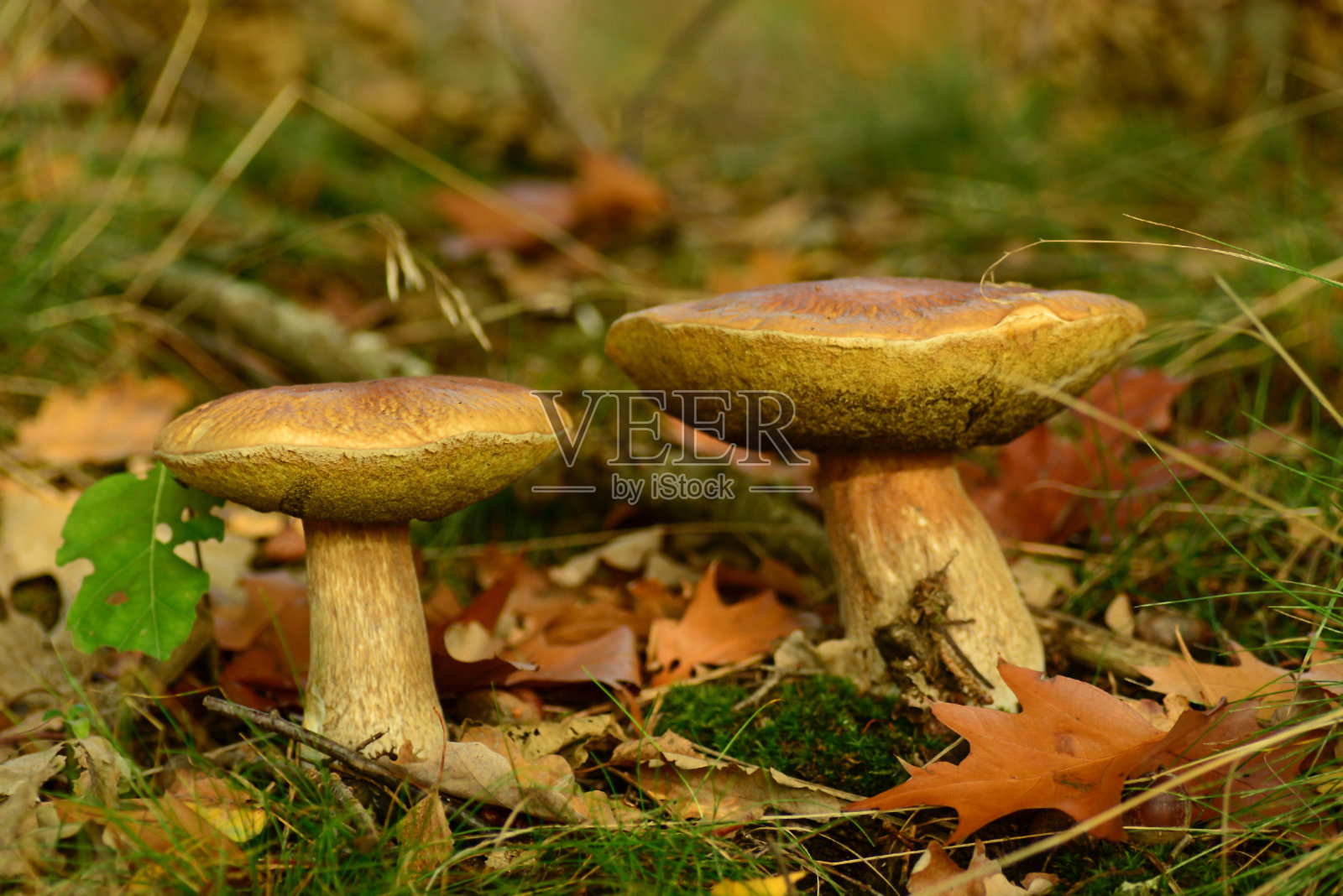 褐牛肝菌照片摄影图片