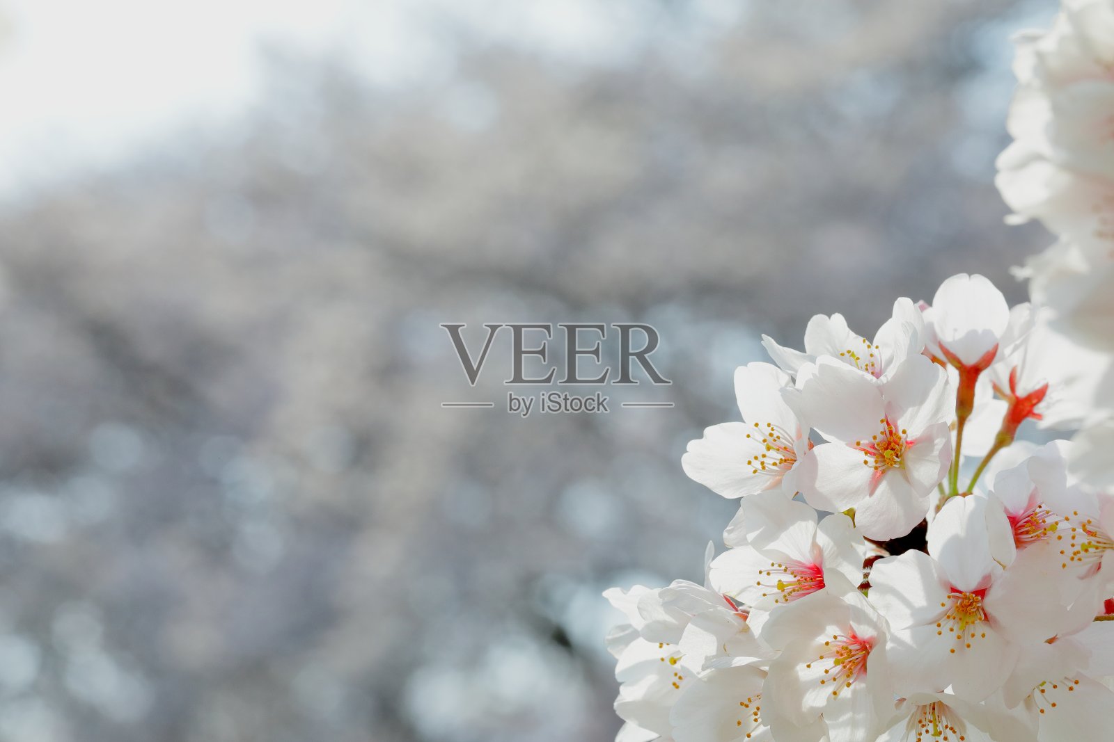 生长在温暖阳光下的樱花“染井吉野”照片摄影图片