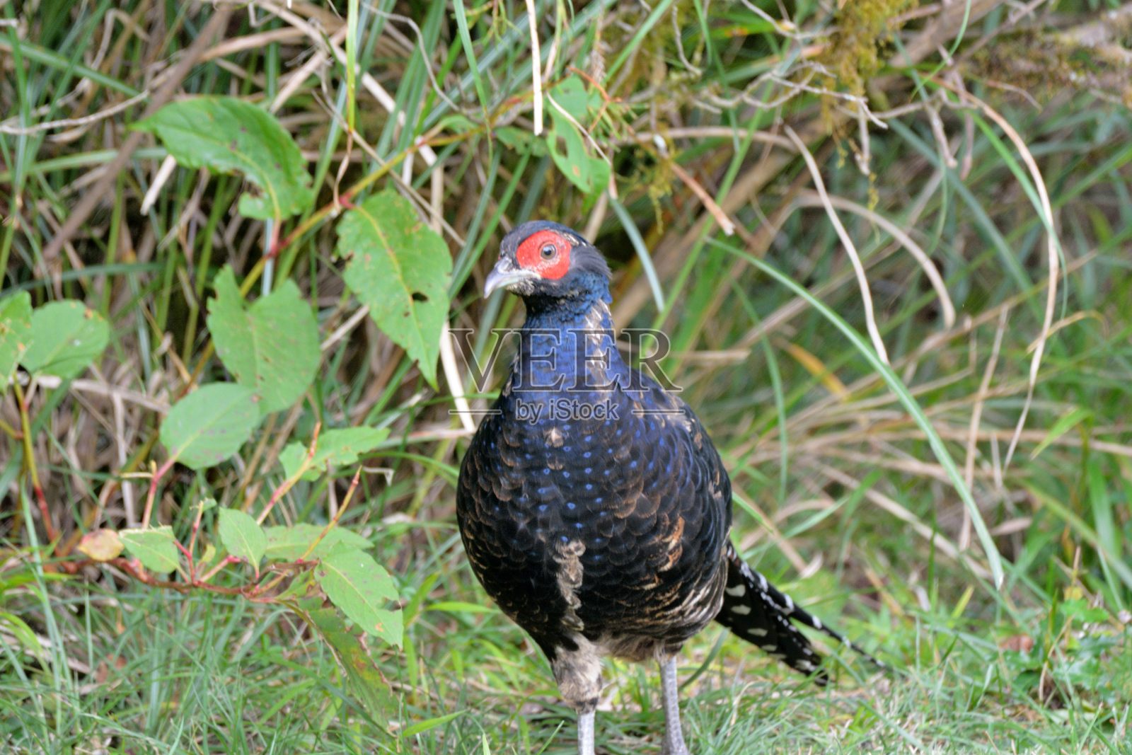 皇帝的菲桑特（西尔马图斯米卡多）照片摄影图片