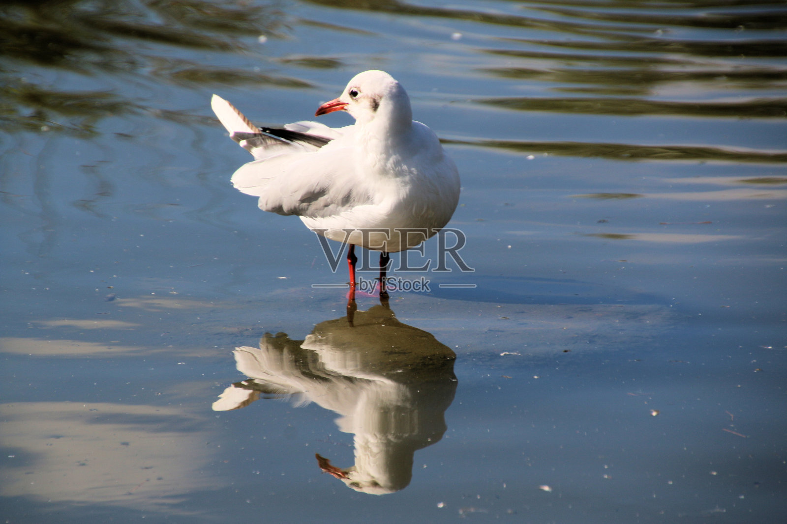 这是一只黑头鸥的特写照片摄影图片