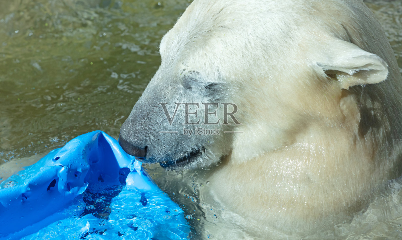 北极熊在水里玩一个蓝色的桶照片摄影图片