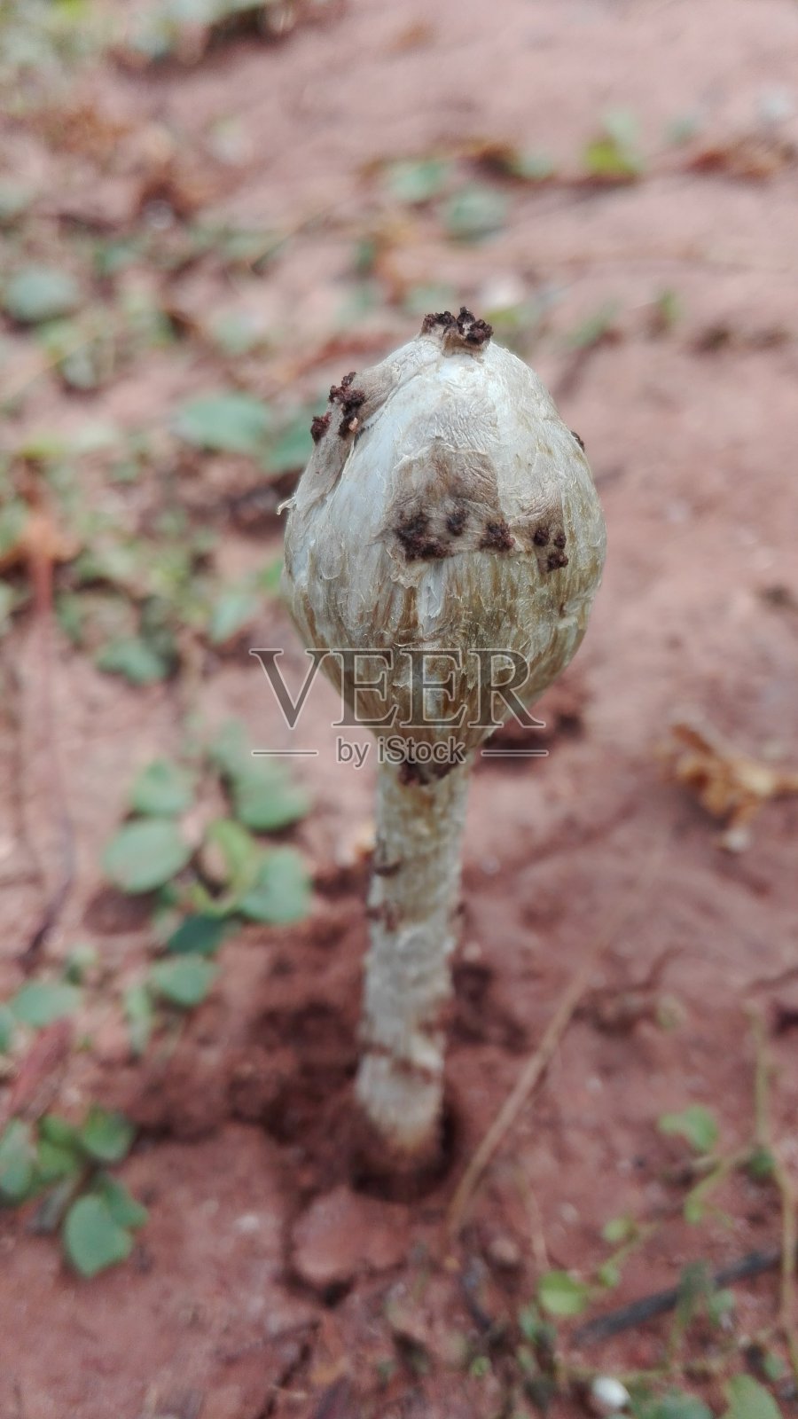 森林里有毒的蘑菇照片摄影图片