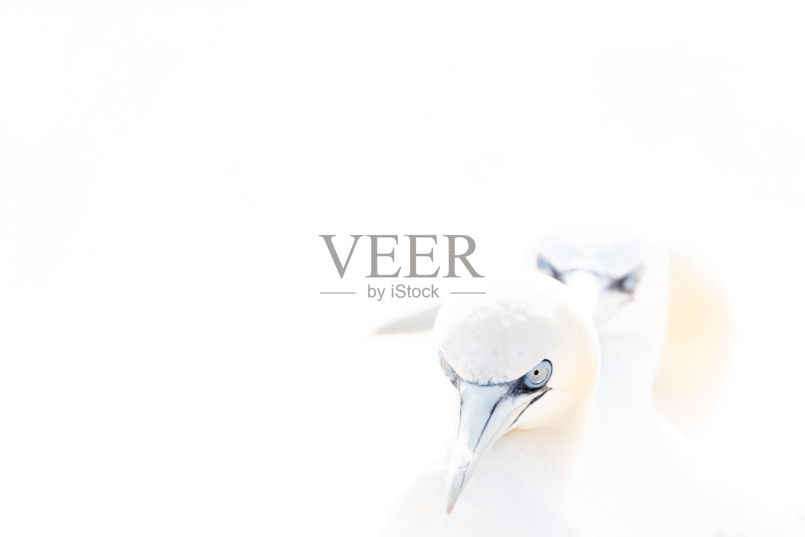 一对北方塘鹅的肖像，苏拉·巴萨纳，两只鸟在柔和的光线下相爱，动物的爱的行为。高音柔和的灯光照片摄影图片