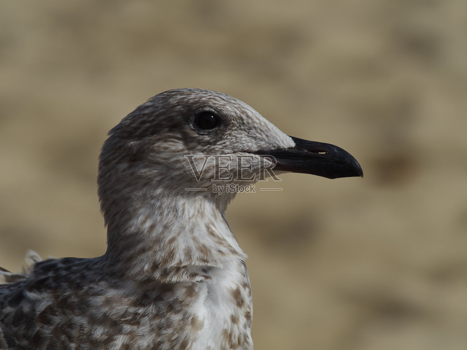 伯恩茅斯黄金 4照片摄影图片
