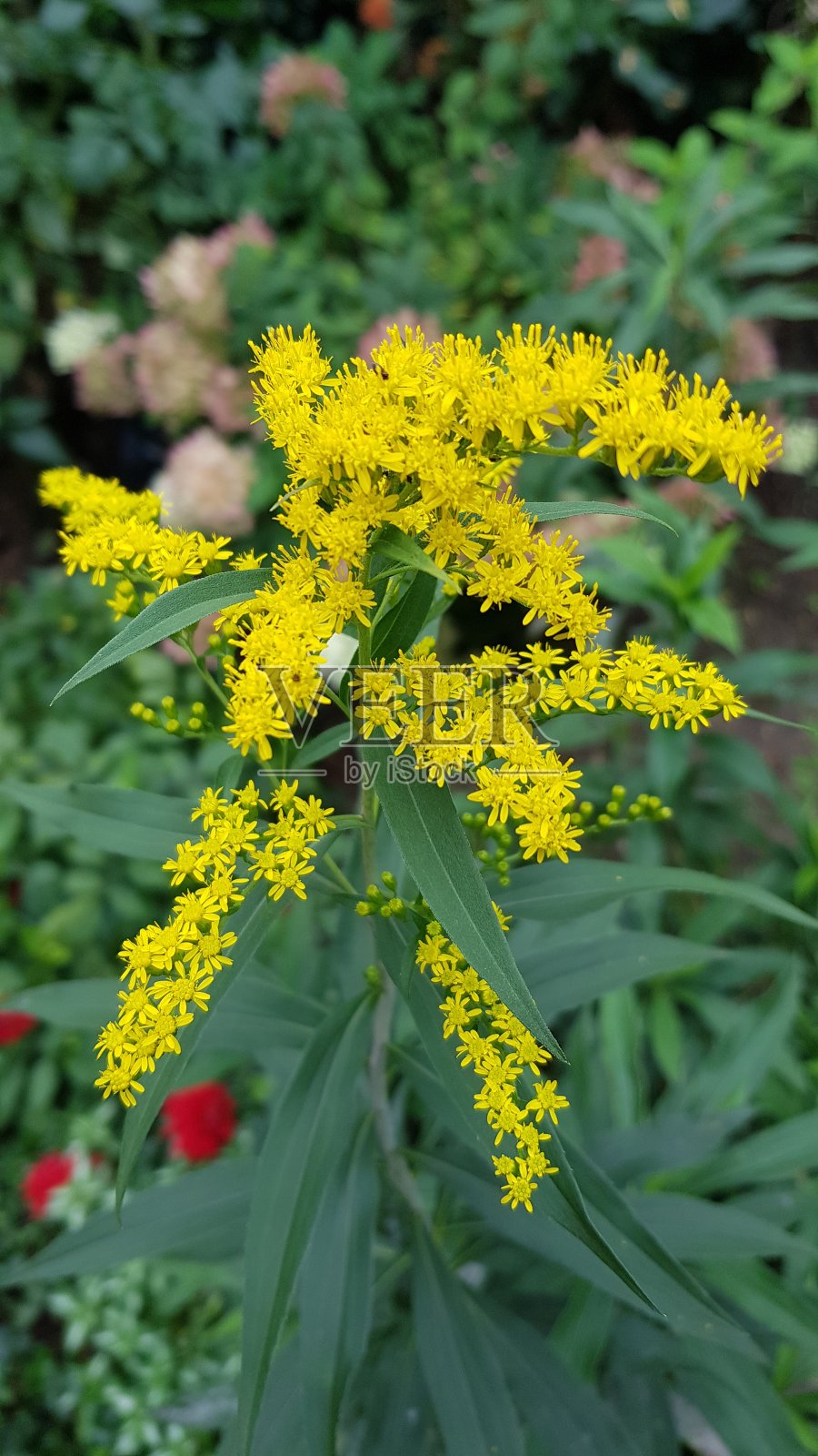黄色的秋麒麟草的花照片摄影图片