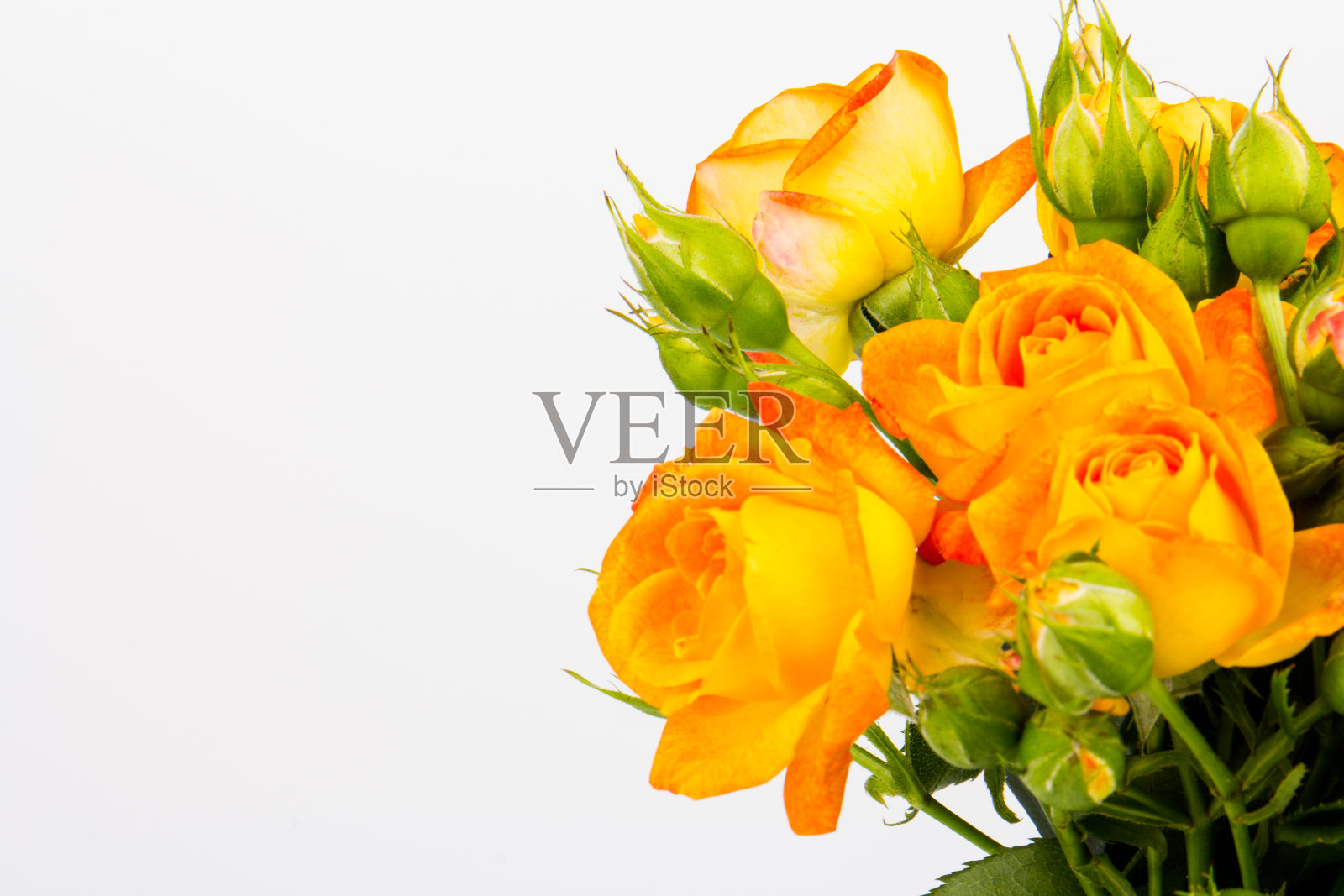 美丽的橙色玫瑰孤立在白色的背景。本空间照片摄影图片