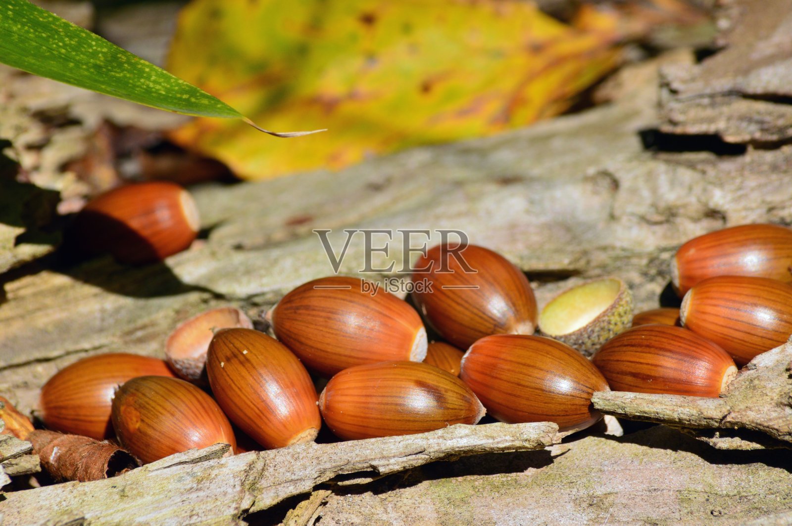 橡子照片摄影图片