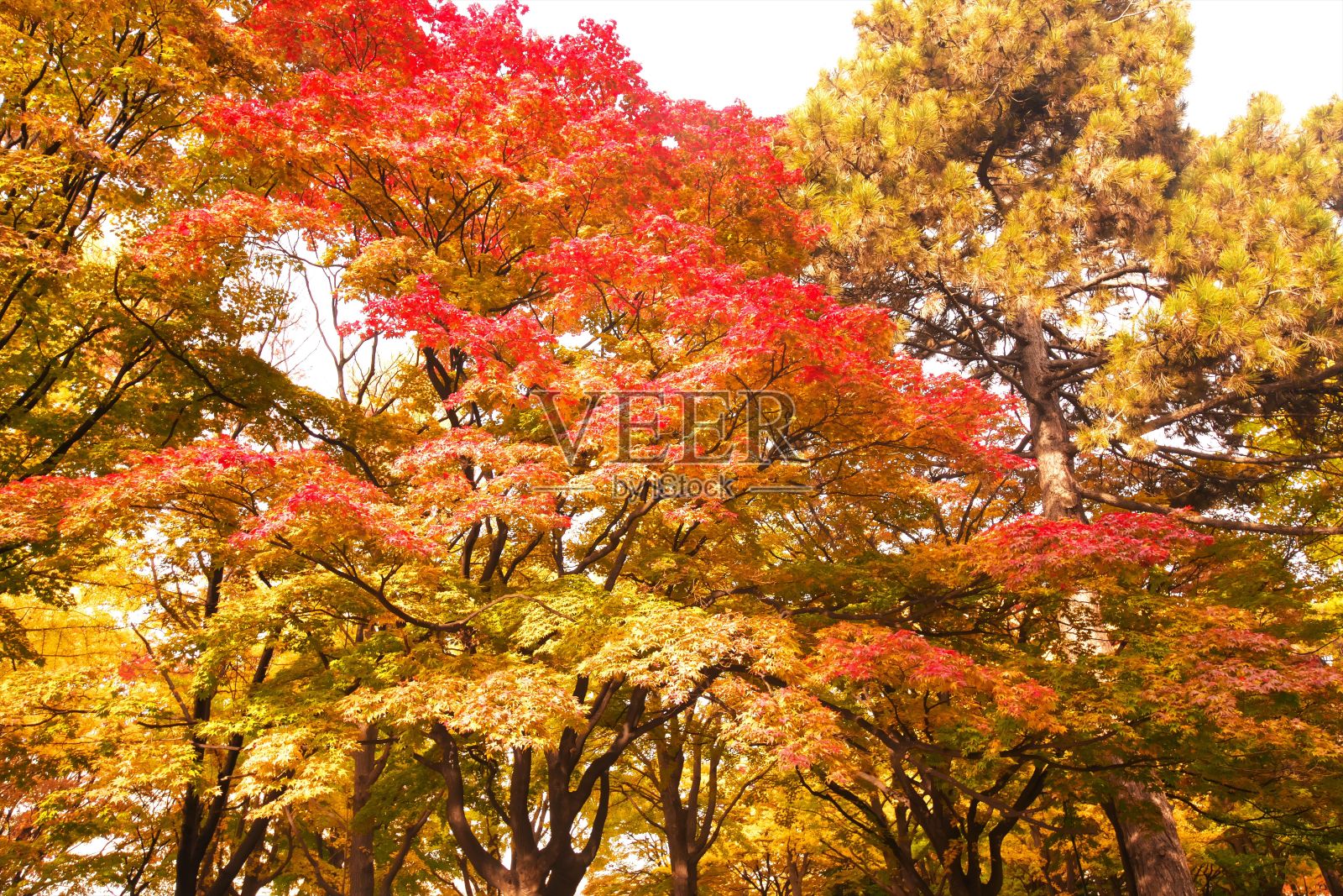 银杏树在深秋照片摄影图片