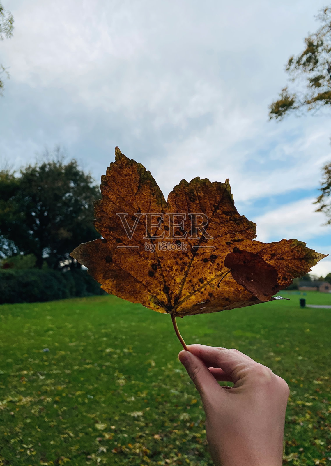 一片秋叶合在一个人的手中照片摄影图片