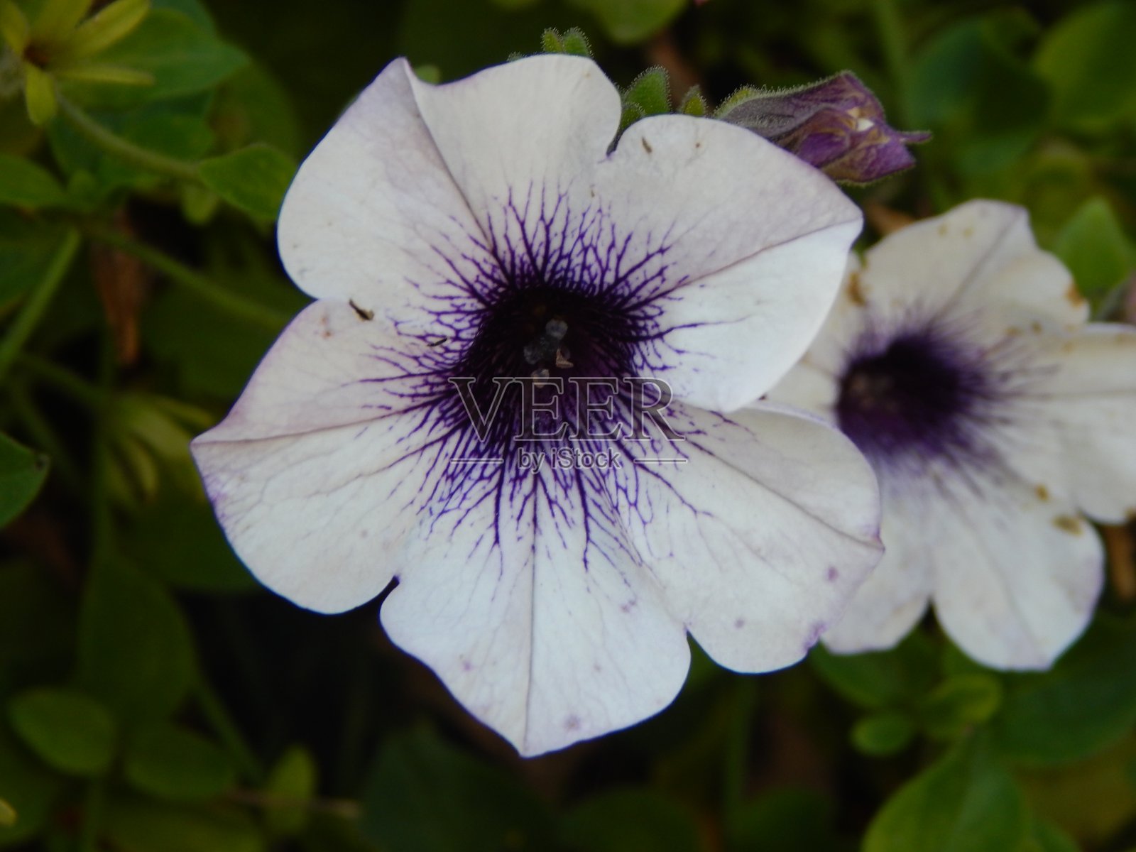 美丽多彩的花朵在秋天照片摄影图片