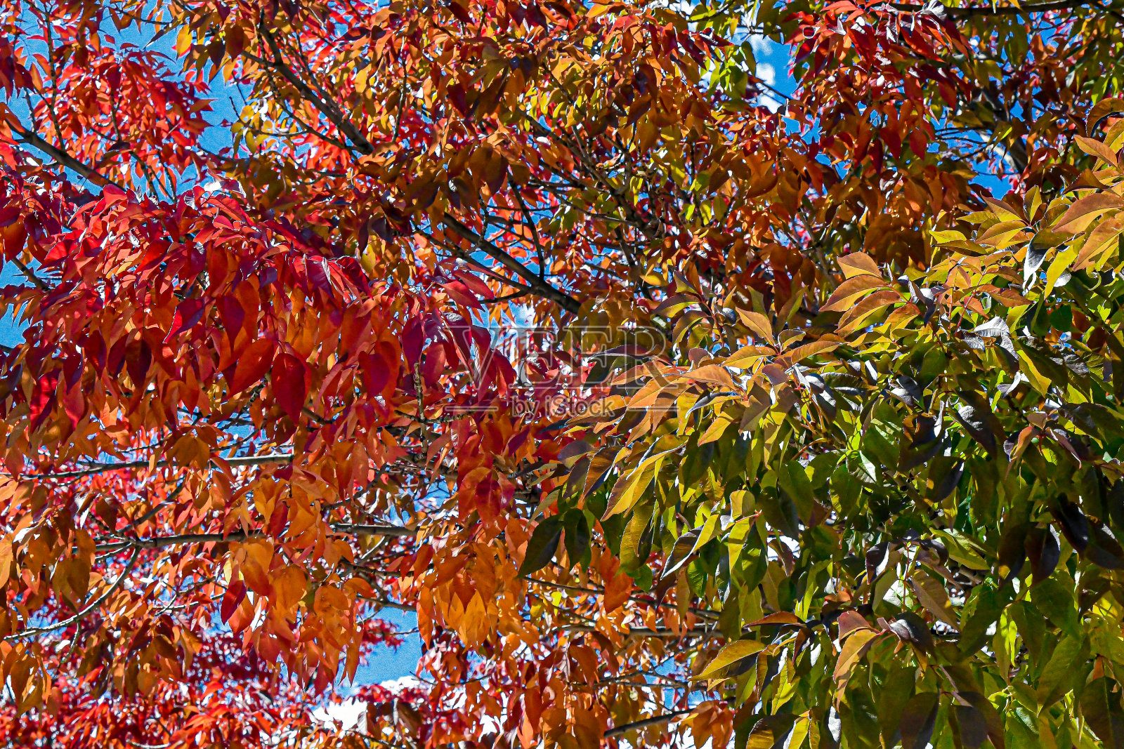 秋天的颜色照片摄影图片