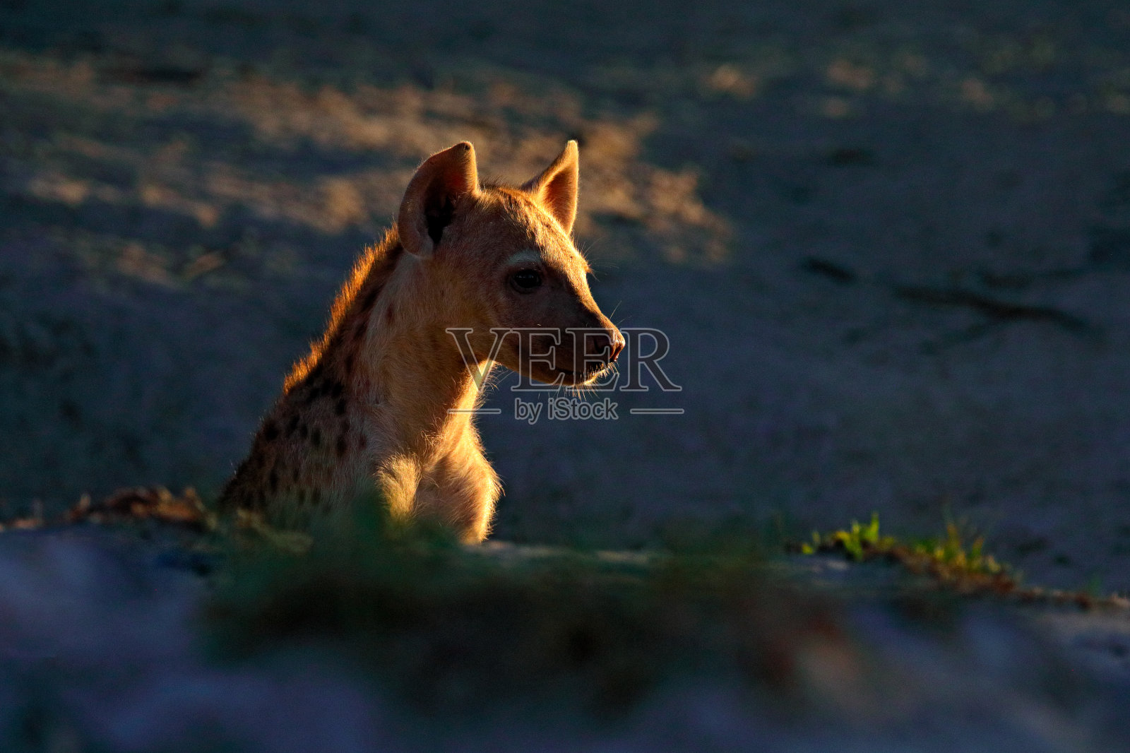 年轻的鬣狗幼崽，黄昏的夕阳。鬣狗,细节刻画。斑点鬣狗，藏红花，水坑附近愤怒的动物，美丽的傍晚日落。动物幼崽自然，奥卡万戈，博茨瓦纳照片摄影图片
