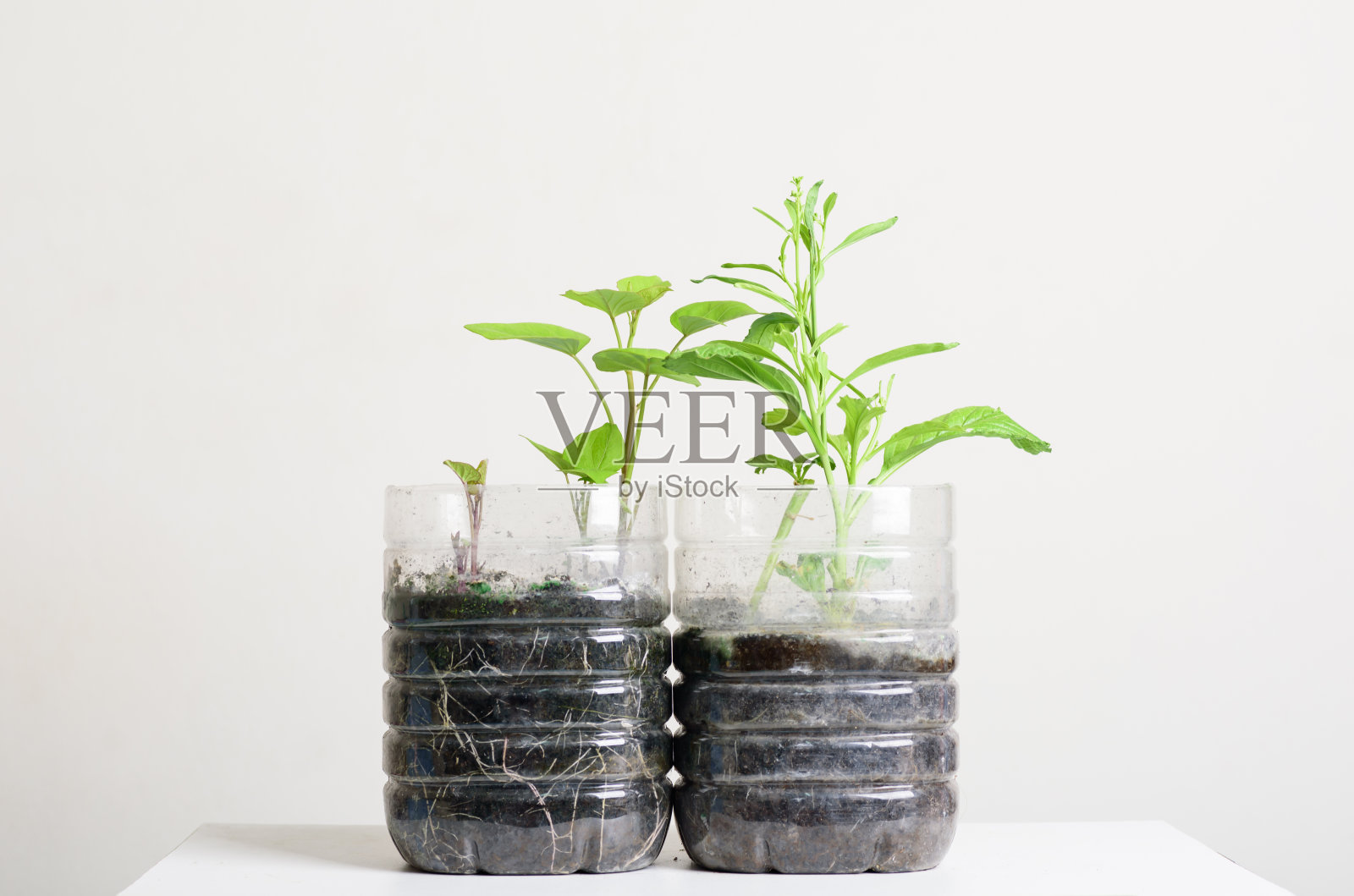 塑料瓶水DIY种植蔬菜植物照片摄影图片