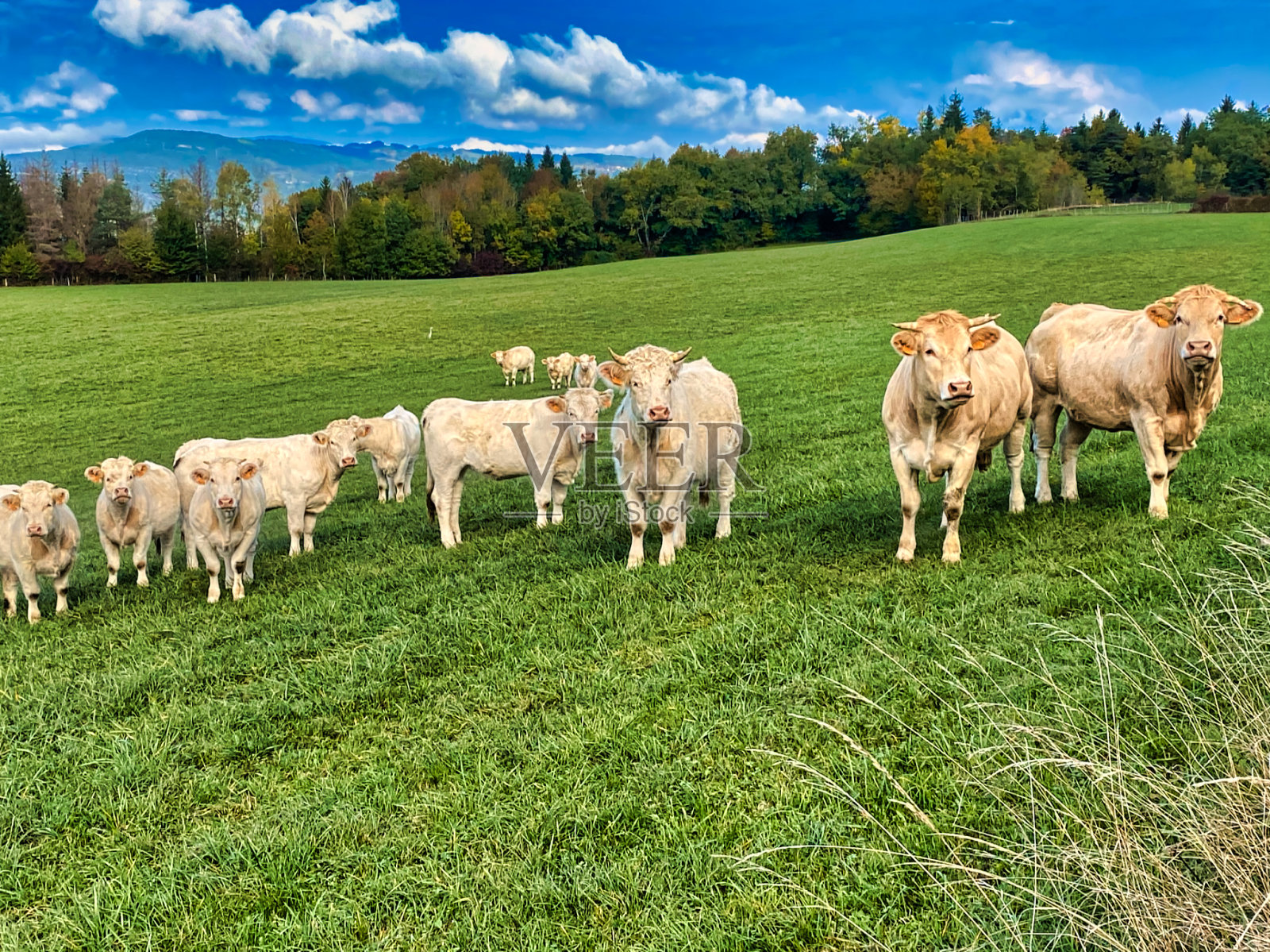 高山牛群照片摄影图片