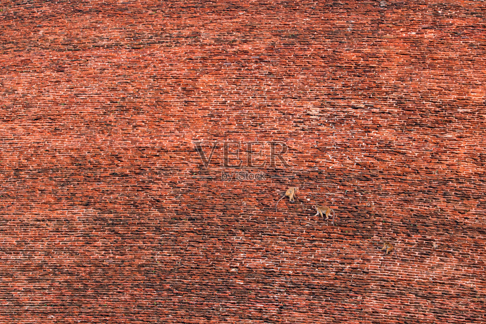 托克，在橙色的砖墙上与夕阳嬉戏。斯里兰卡阿努拉达普拉耶塔瓦纳拉米雅塔自然栖息地的猕猴。来自亚洲的野生动物。美丽的森林背景。照片摄影图片
