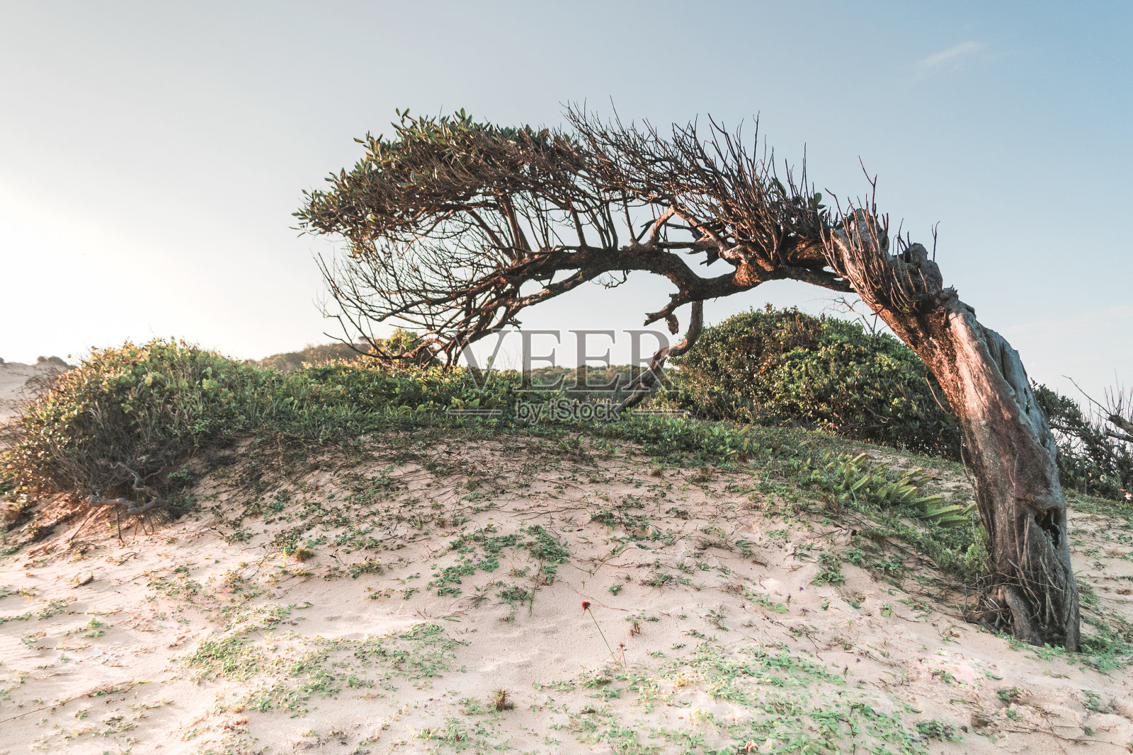 园丁风-02照片摄影图片