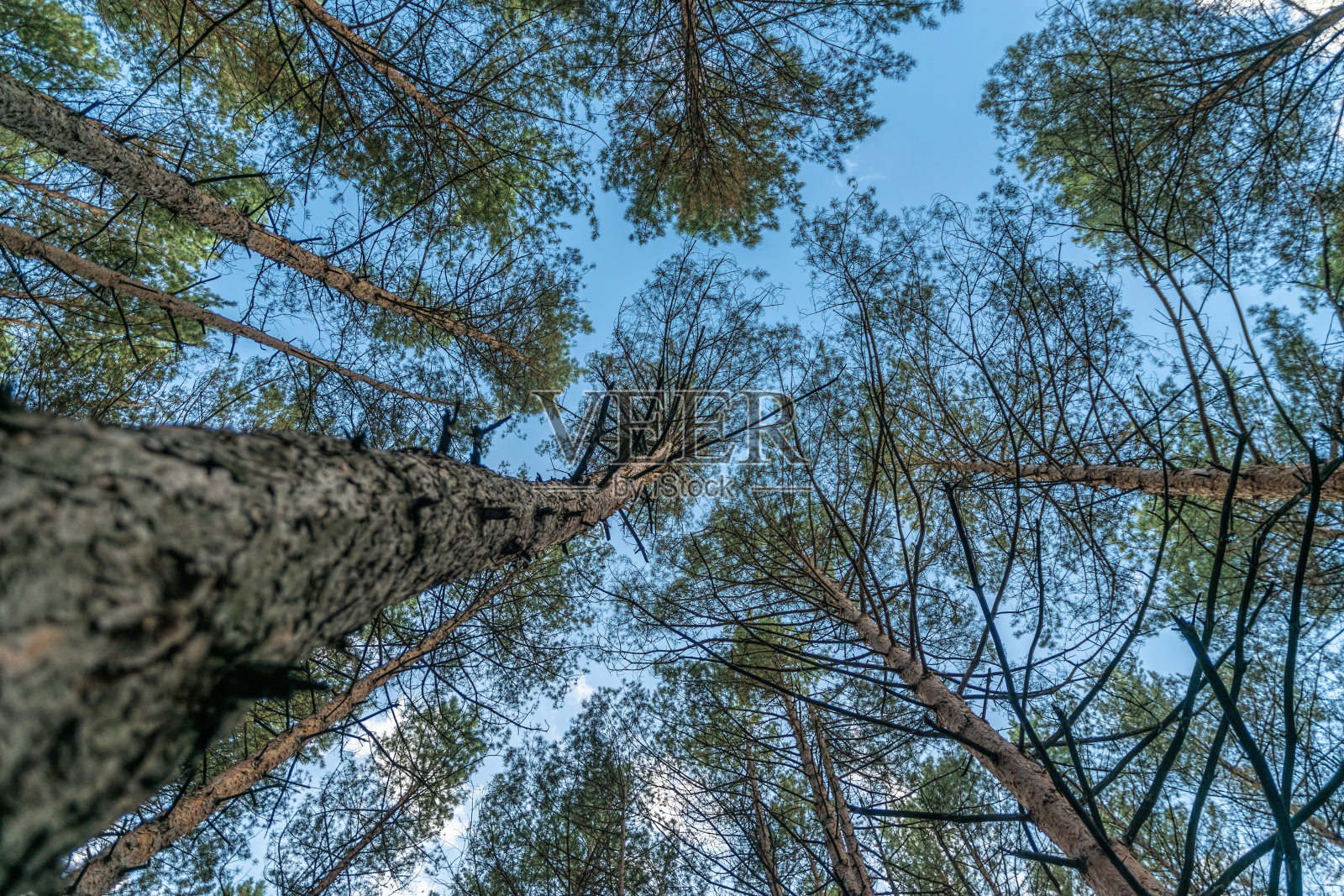 夏天在加州。松林和蔚蓝的天空照片摄影图片