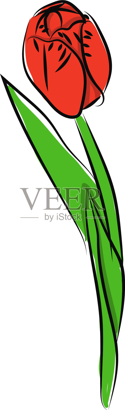 白色背景上的郁金香花插画图片素材