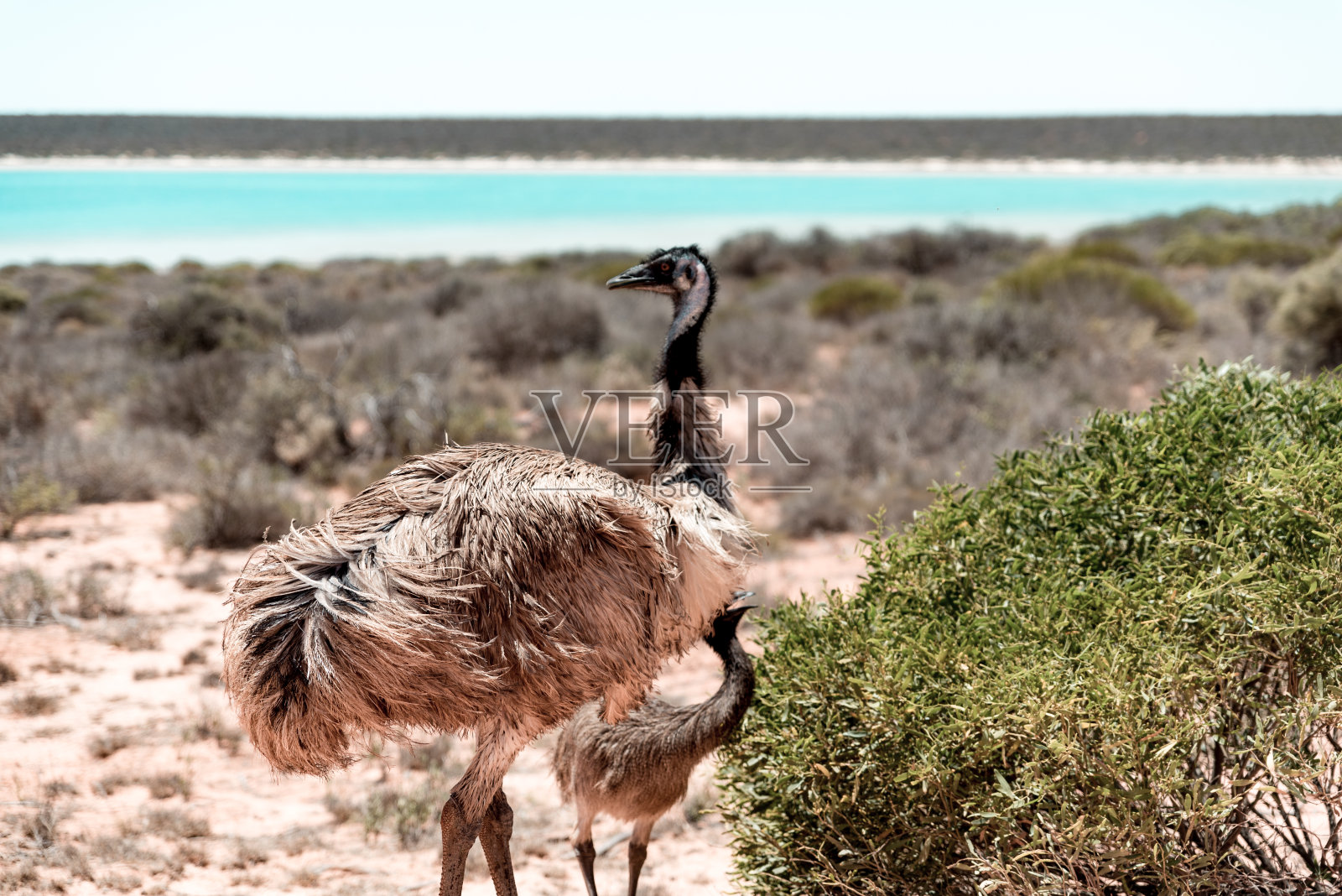 鸸鹋一家徒步穿越澳大利亚的丛林照片摄影图片
