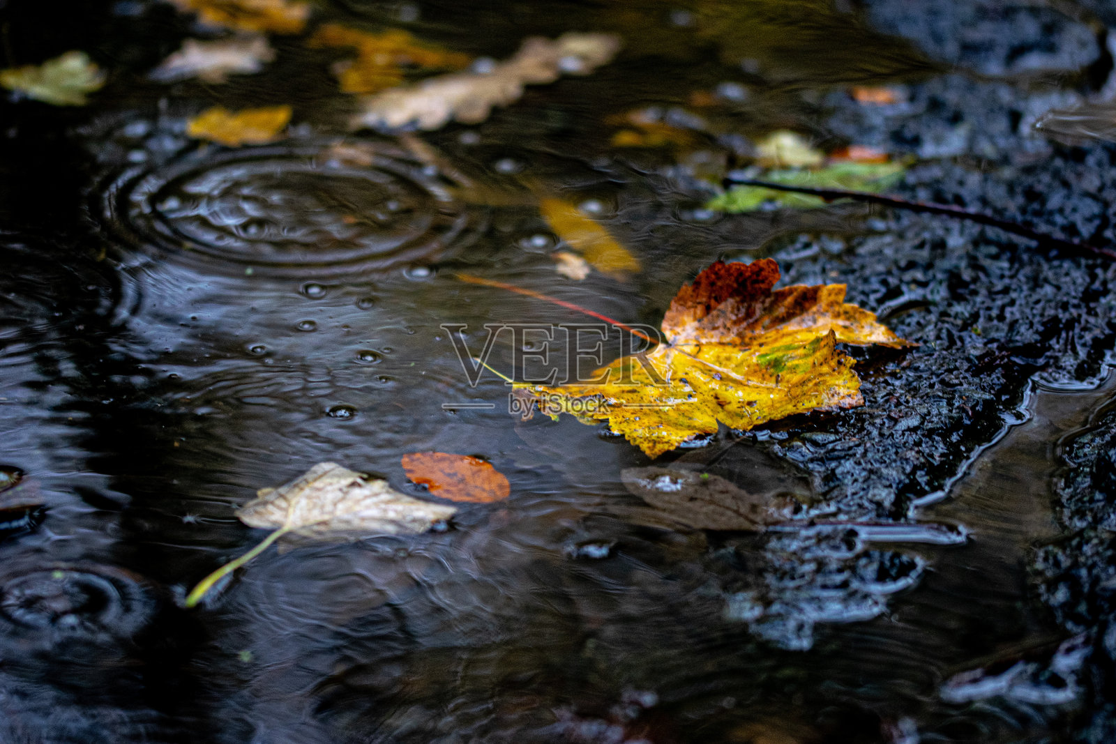 秋天照片摄影图片