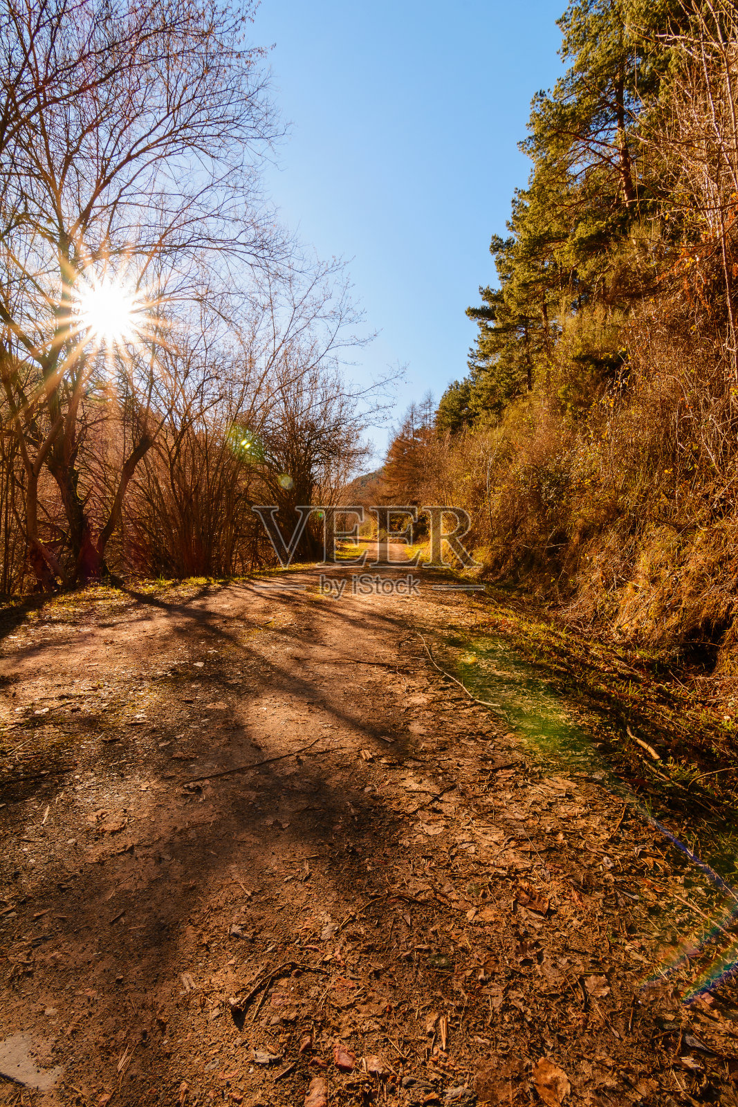 秋天里埃斯卡雷森林里的小路照片摄影图片
