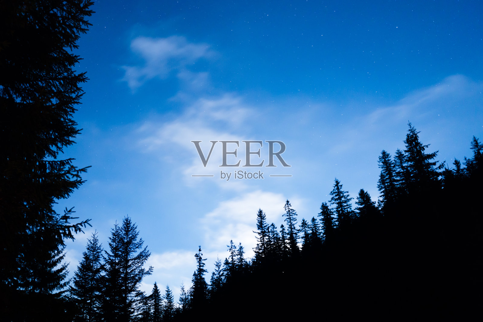 星空下的森林照片摄影图片