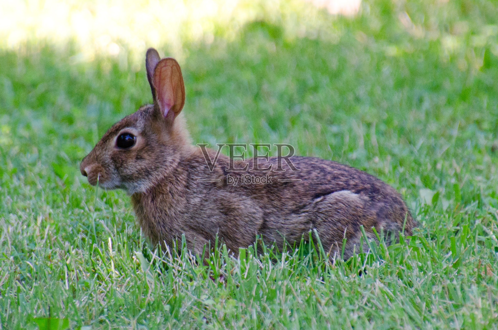 坐在草地上的兔子照片摄影图片