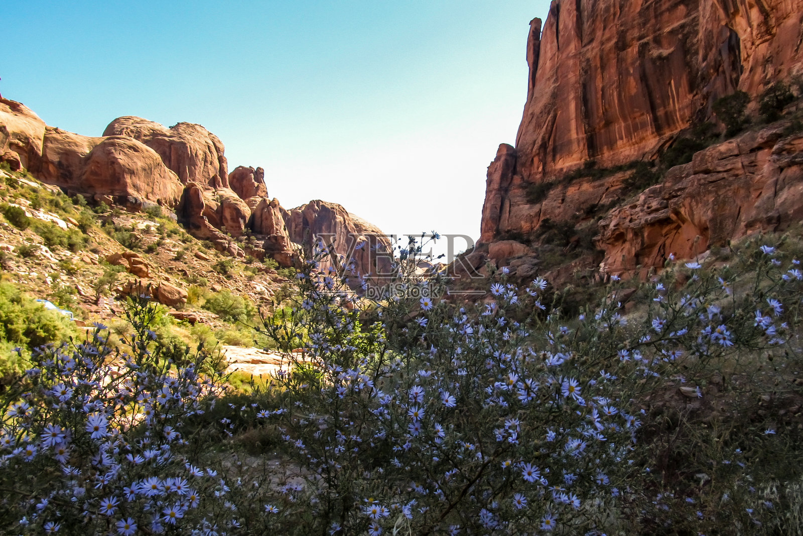 紫色的野花，在城堡山谷照片摄影图片