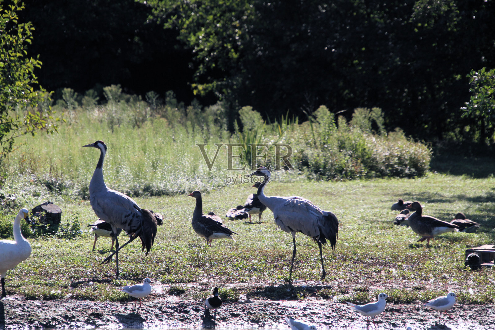 这是一只丹顶鹤照片摄影图片