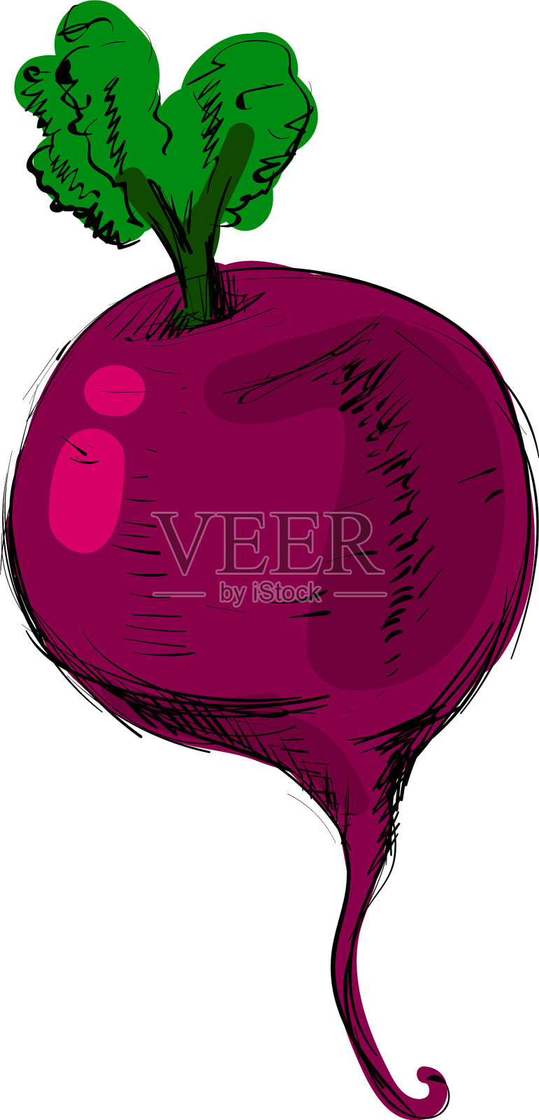 白色背景上的甜菜素描插画图片素材