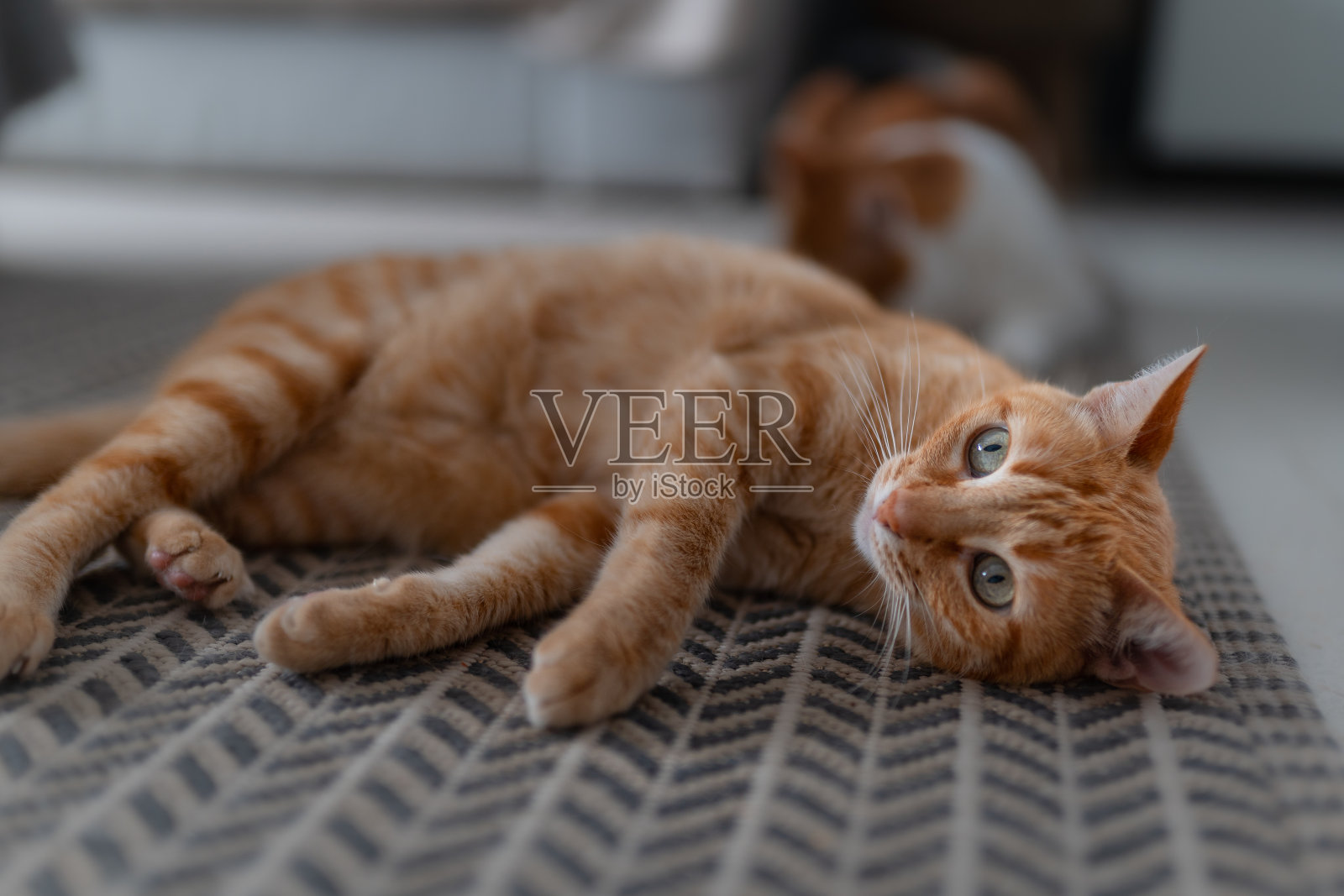一只绿眼睛的棕色虎斑猫躺在地毯上照片摄影图片