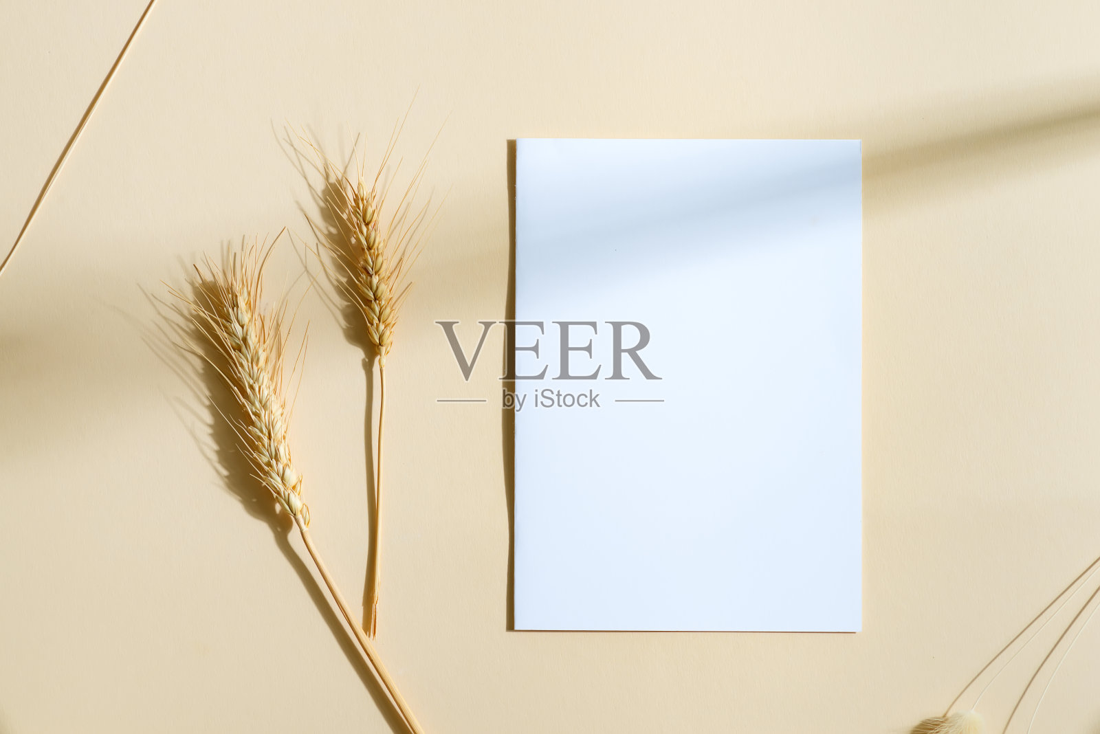 空白的纸卡挂在带有叶子的绳子上。照片摄影图片