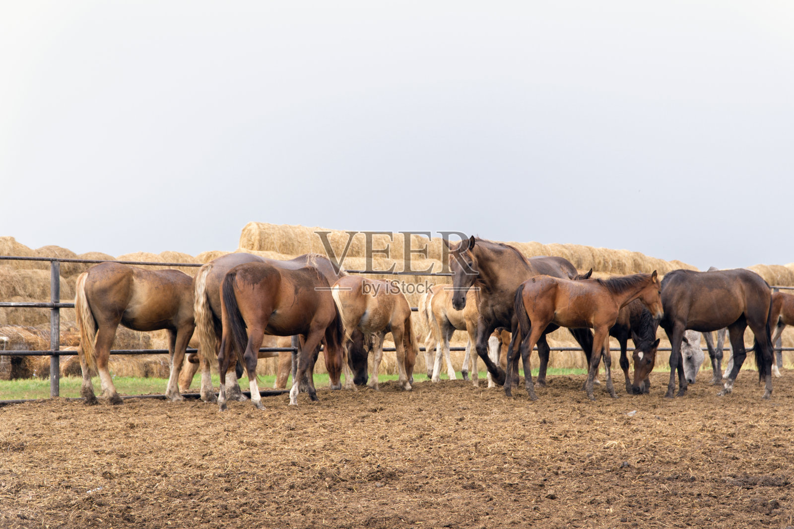 伊哈尔科夫斯基种马场的一群棕色马照片摄影图片