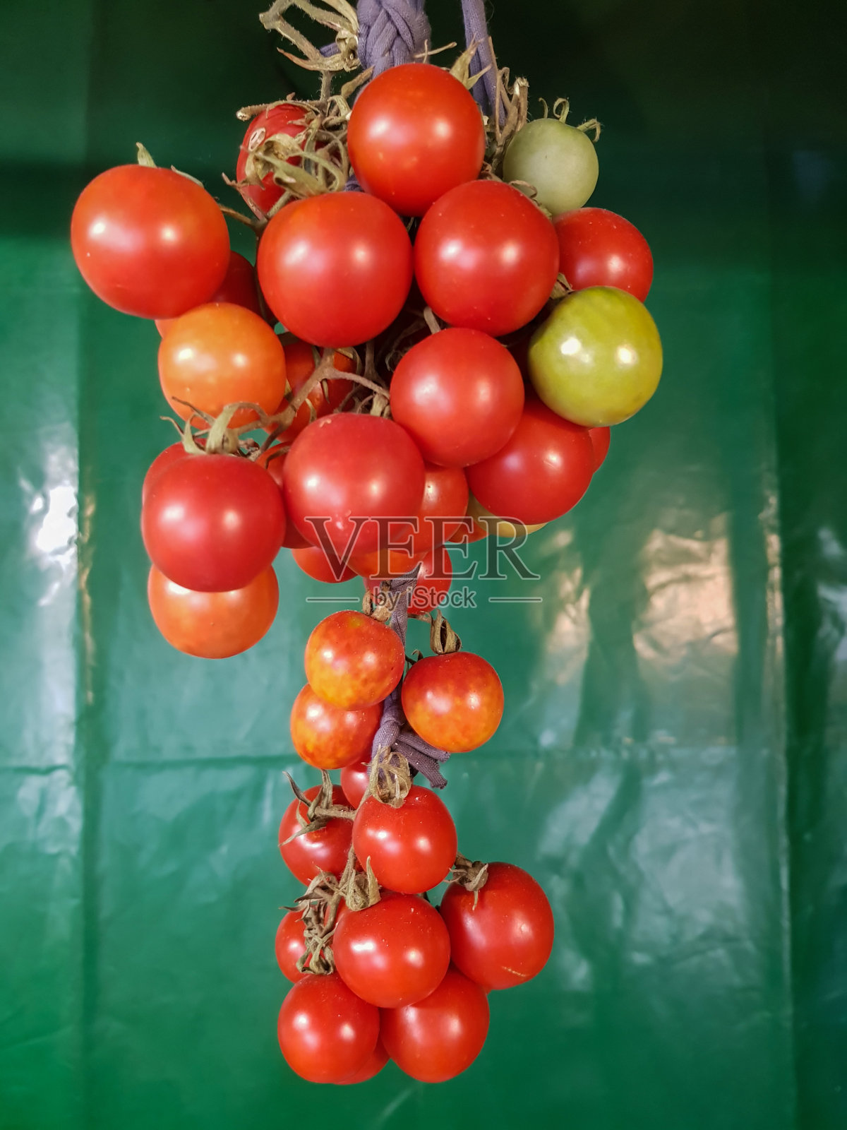 一串挂着等熟的有机圣女果照片摄影图片