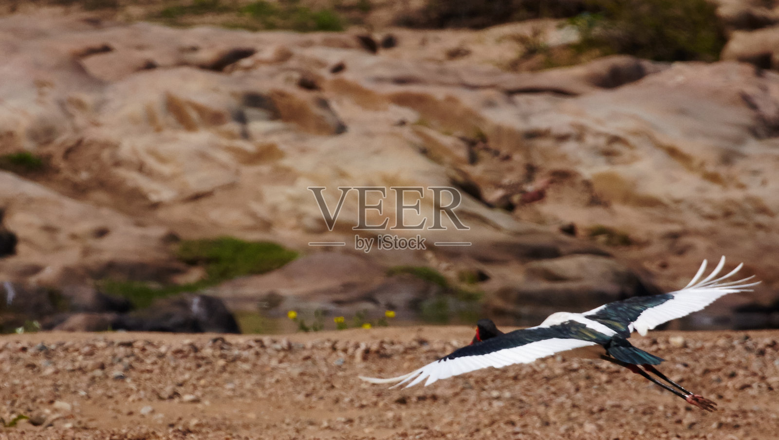 Saddel-billed鹳2照片摄影图片