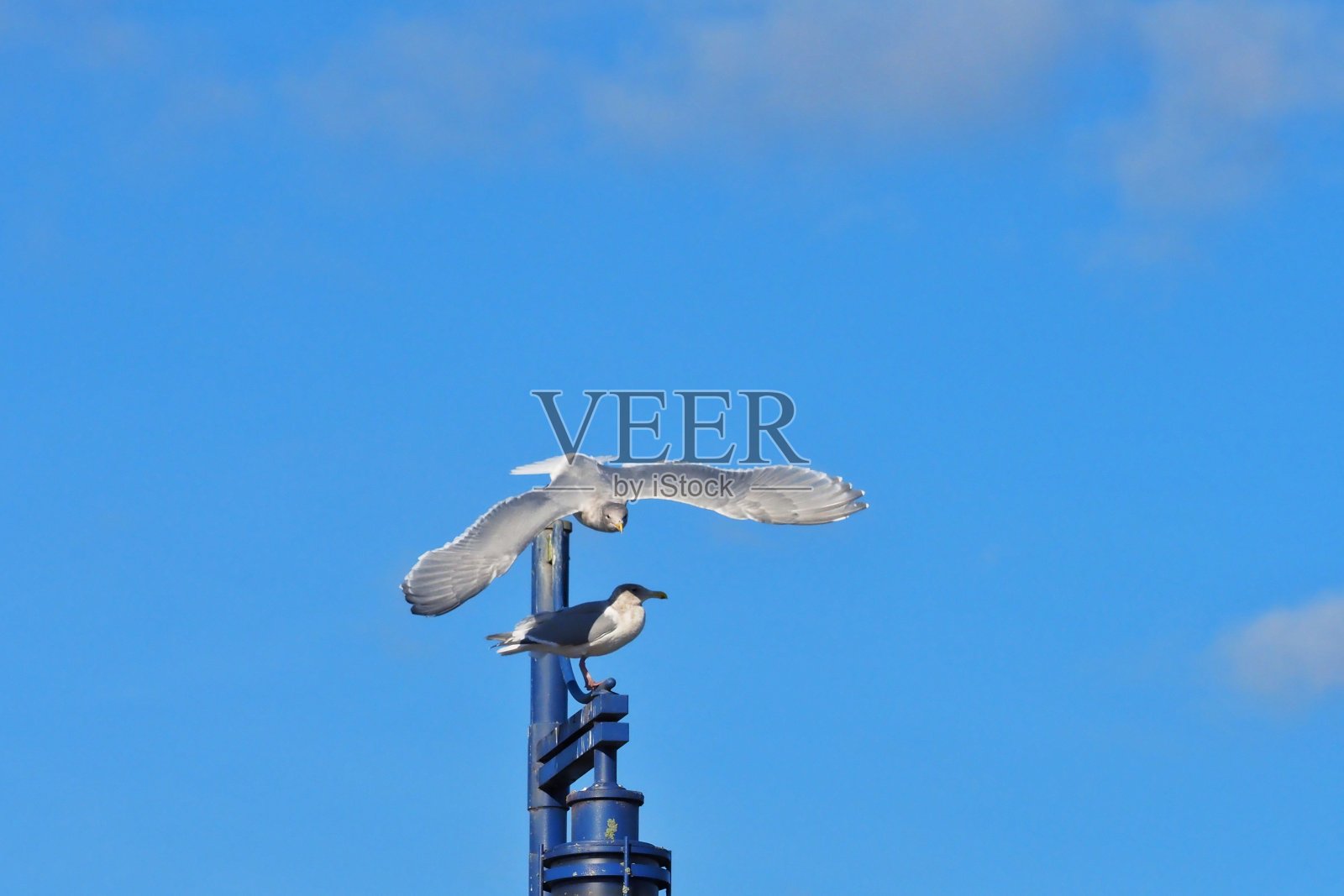 海鸥和蓝鹭照片摄影图片