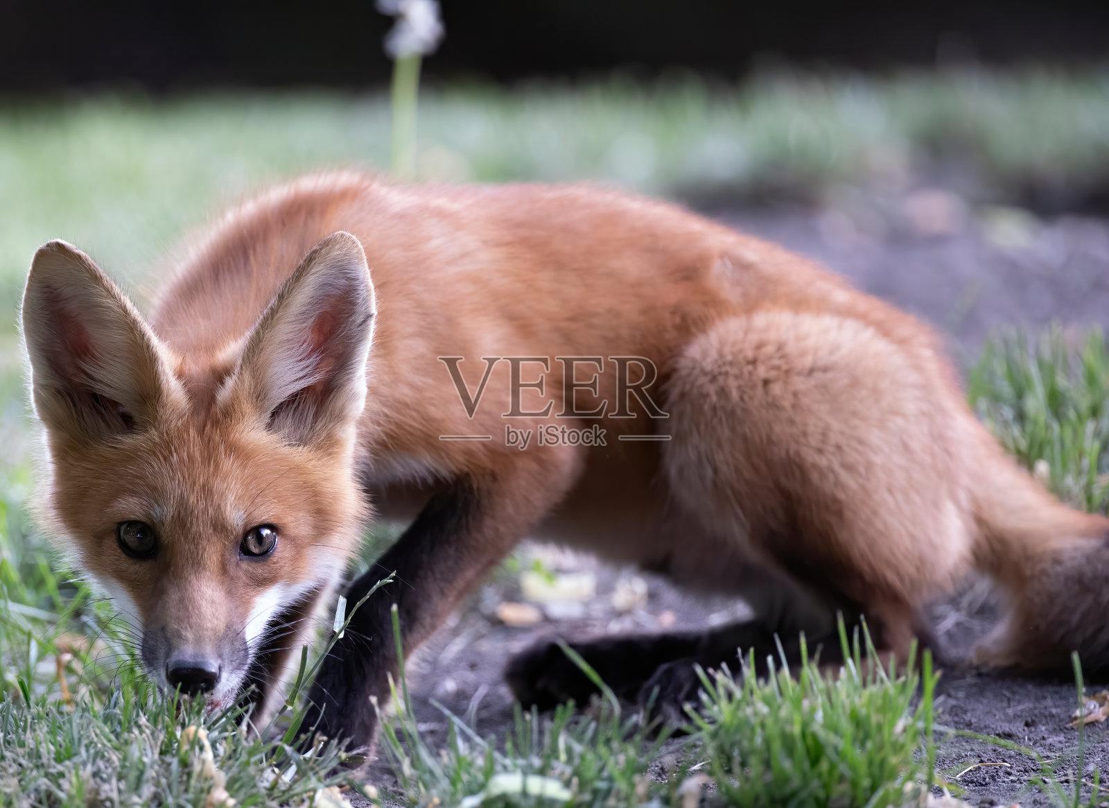 红狐妈妈和她的幼崽们照片摄影图片