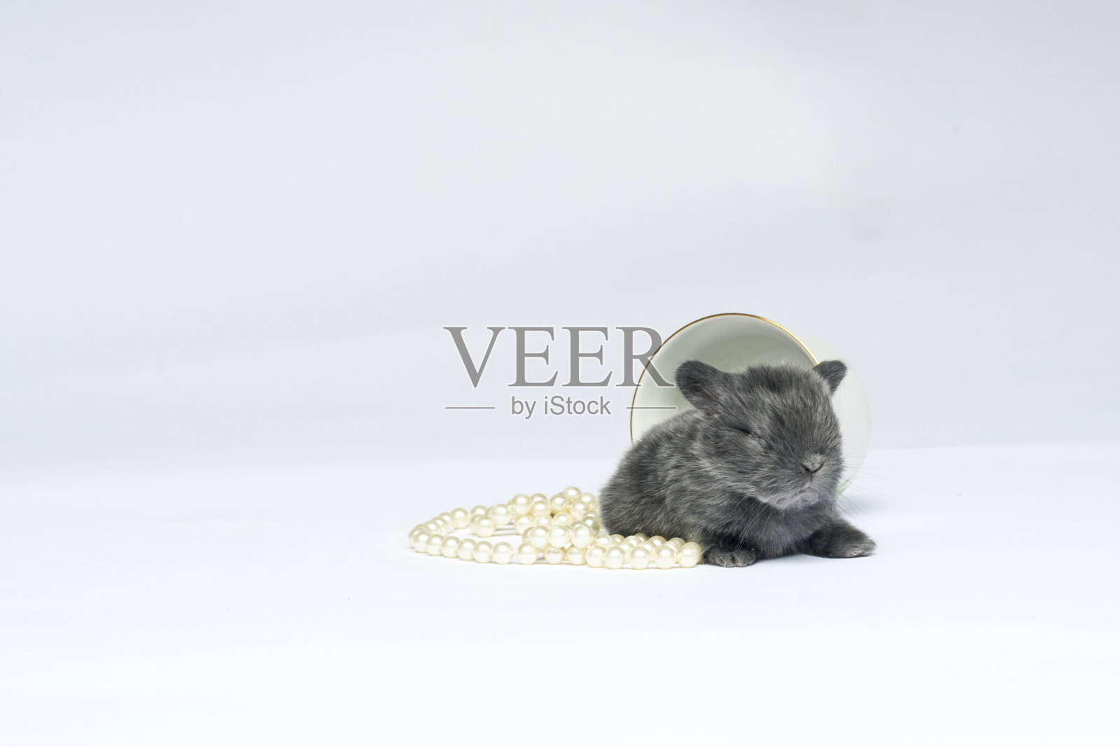 兔子宝宝坐在茶杯旁边照片摄影图片