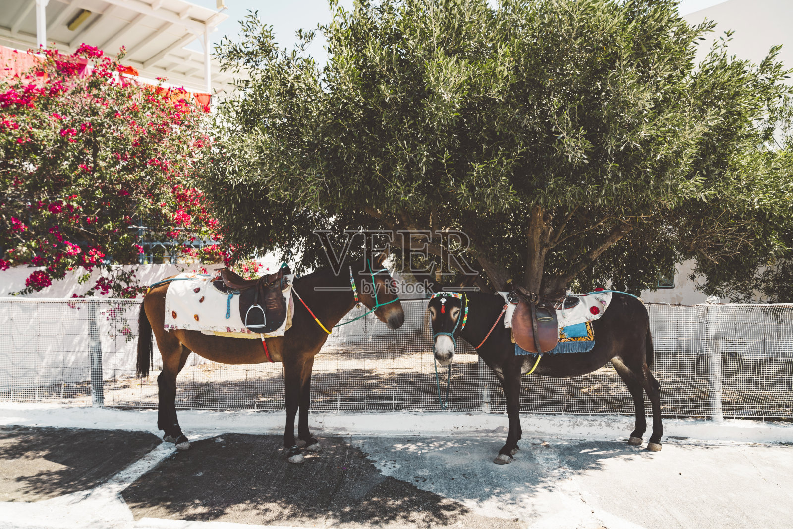 希腊圣托里尼岛的驴子出租车照片摄影图片