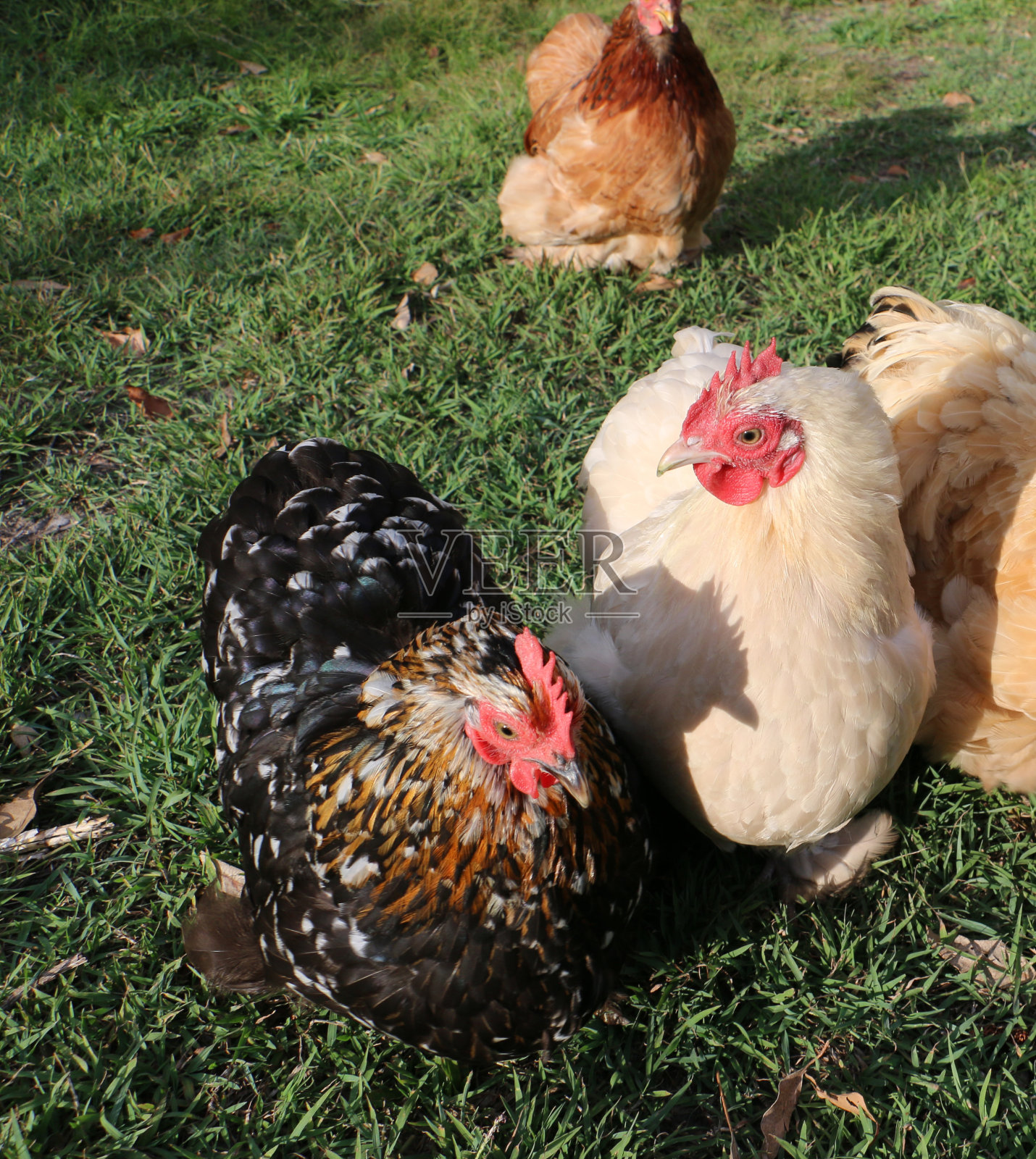 五颜六色的班塔姆来喝下午茶照片摄影图片