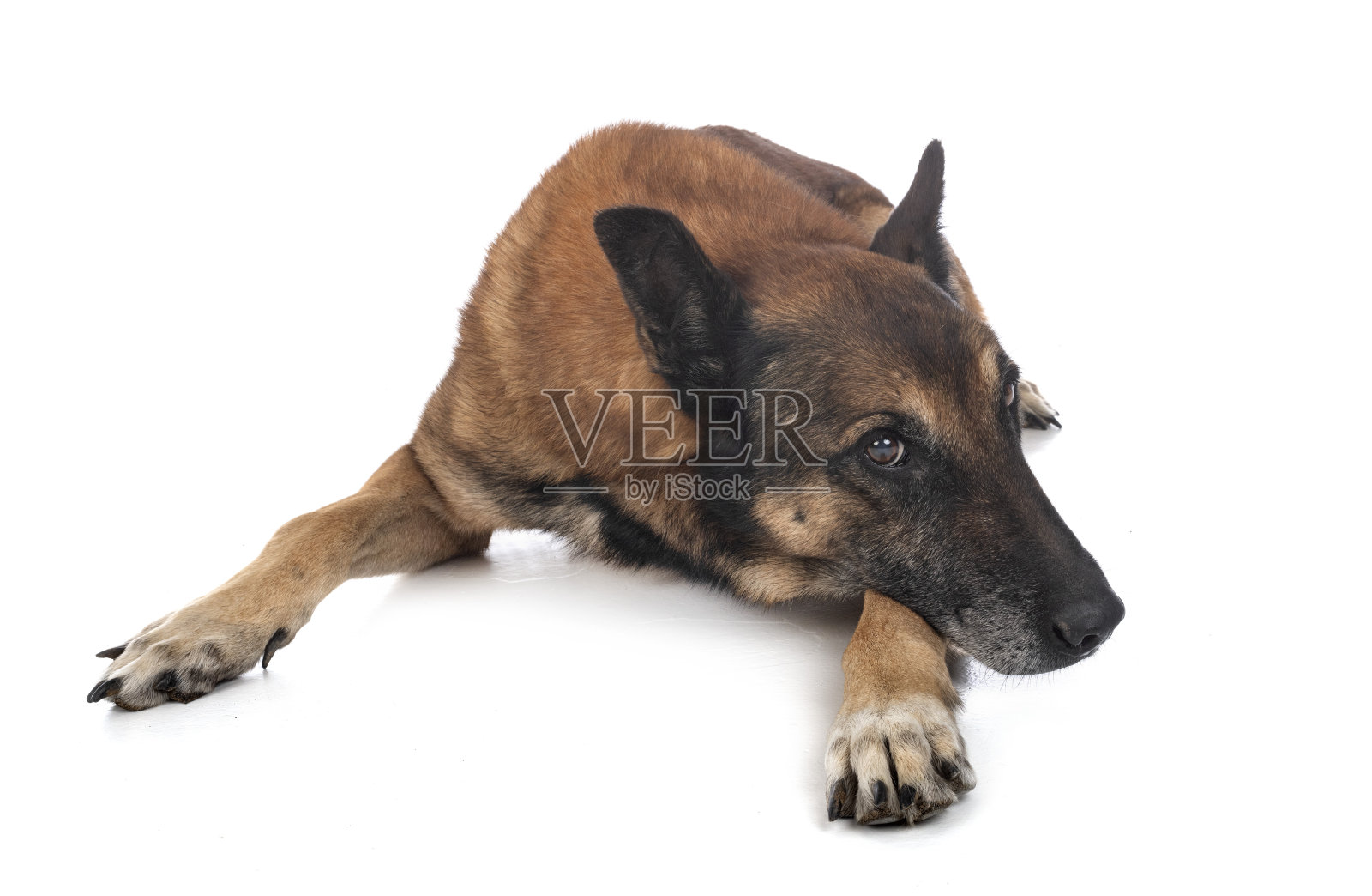 老比利时牧羊犬照片摄影图片