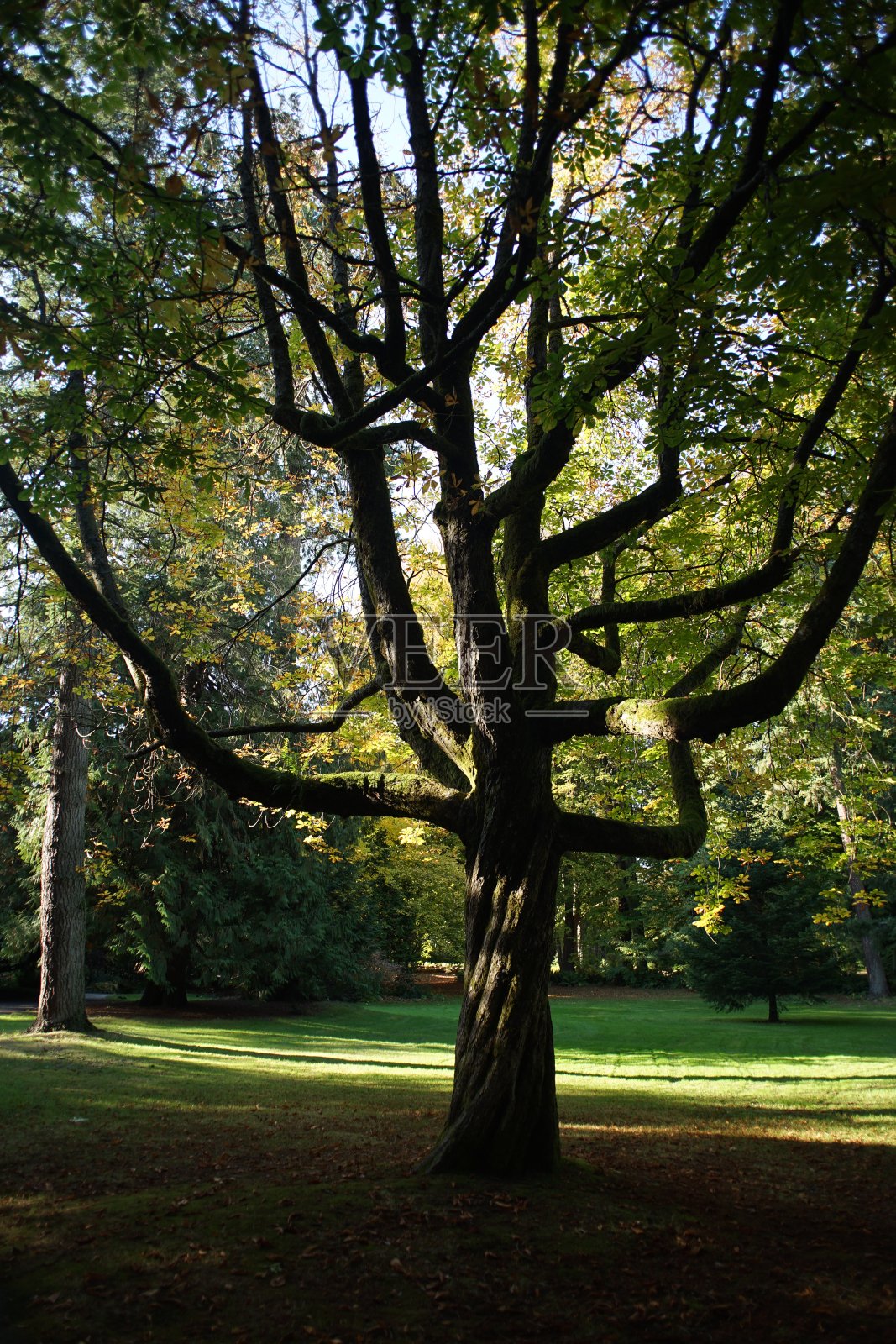 森林之魂照片摄影图片