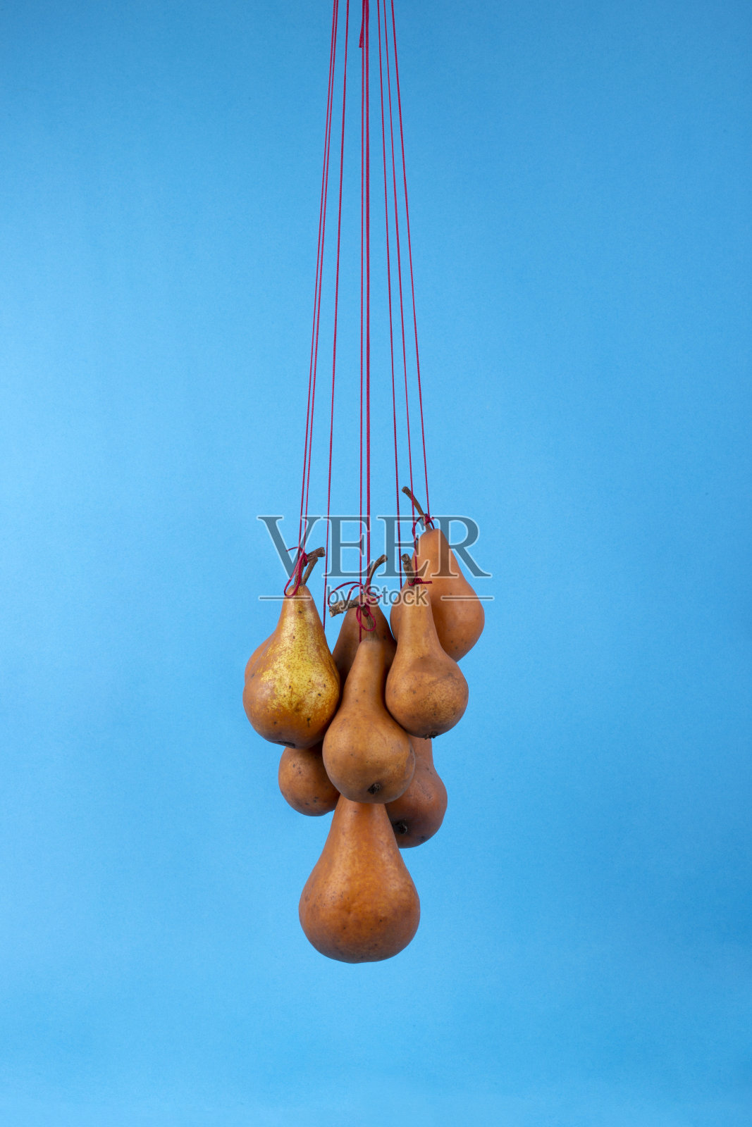 蓝色背景下，熟透的梨子挂在绳子上照片摄影图片