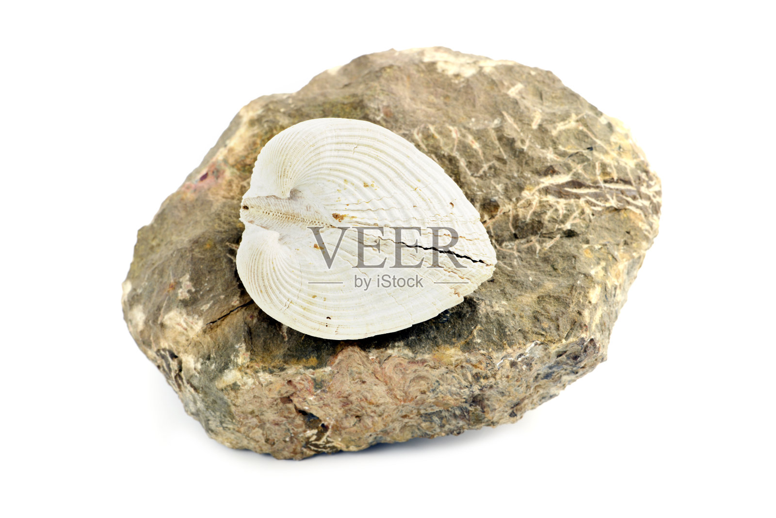 黑色岩石上的腕足类贝壳化石。照片摄影图片