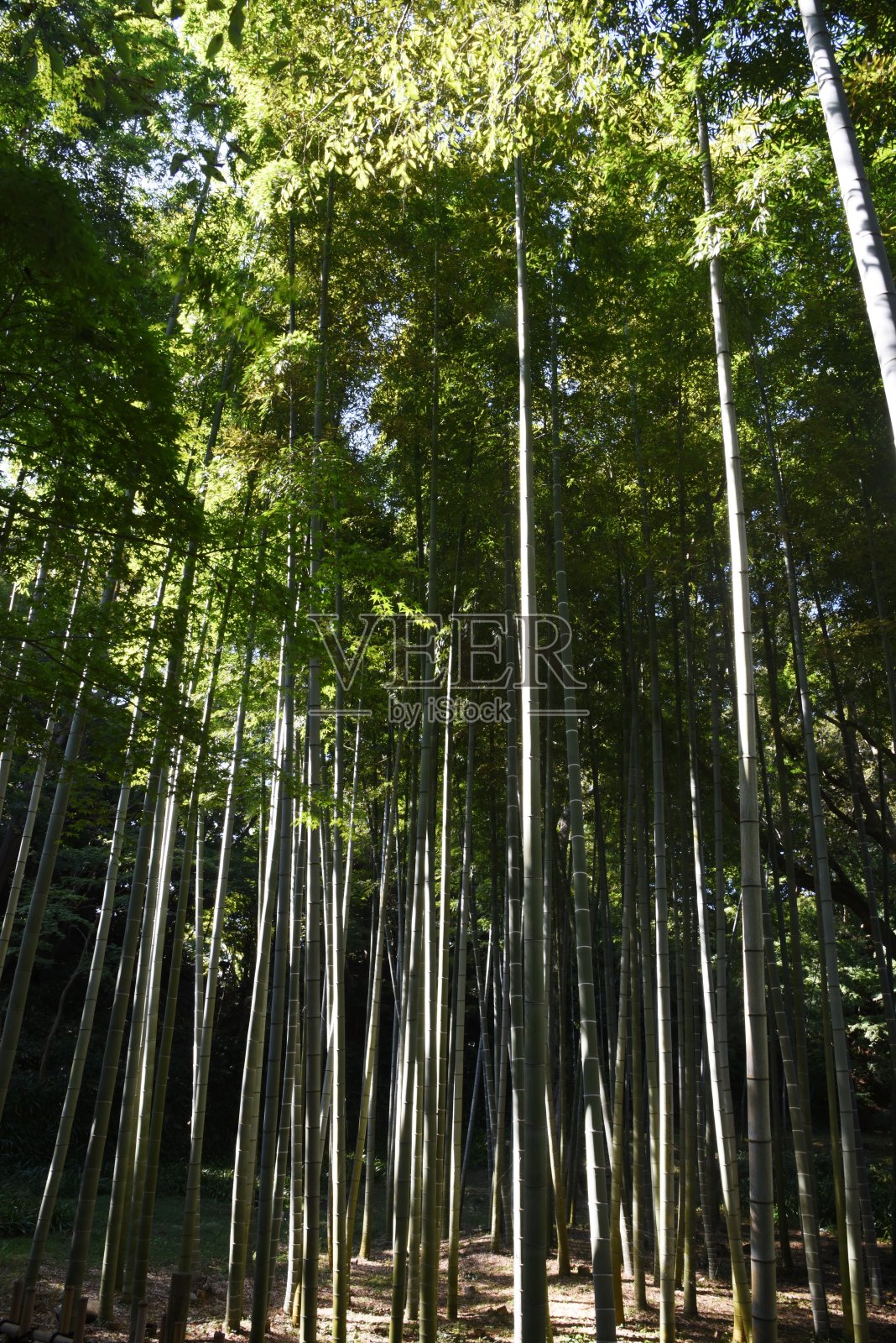 竹林的场景。照片摄影图片