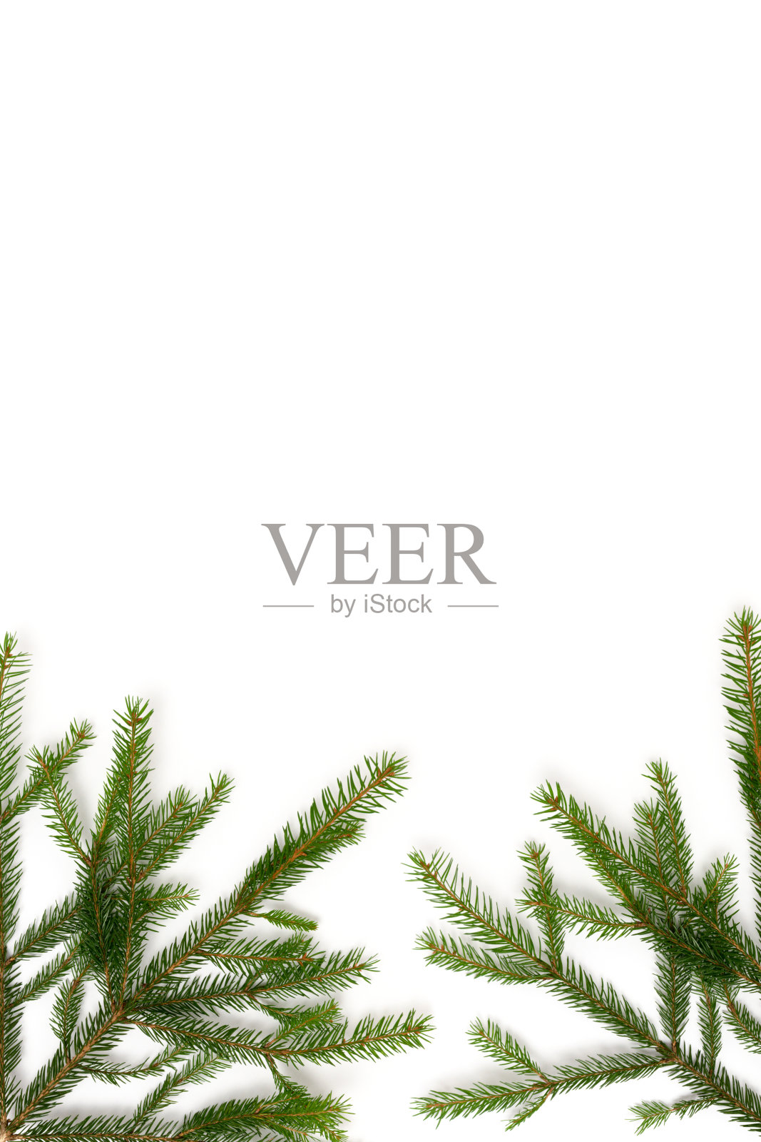 白底上的冷杉枝。照片摄影图片