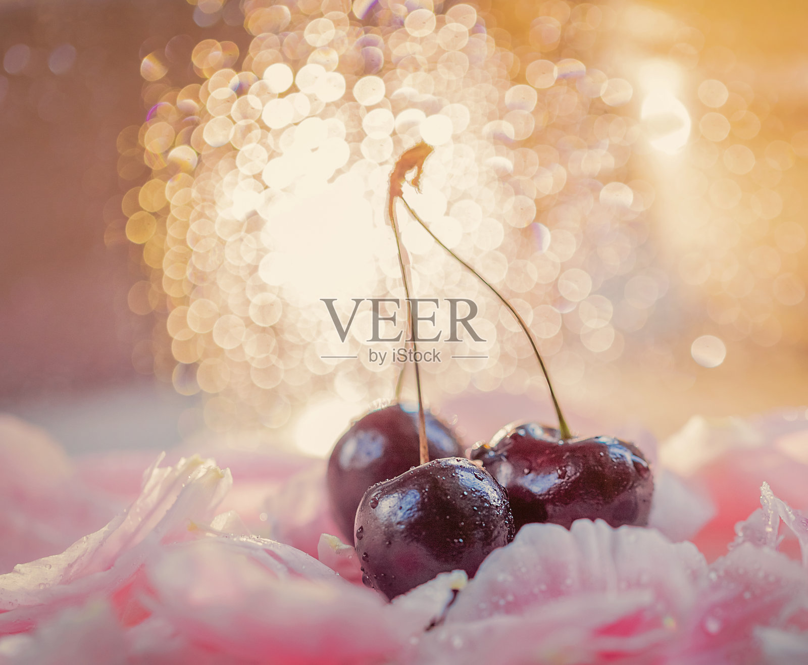 红色浆果和水滴在金色的背景。湿樱桃在粉红色的牡丹花瓣上。宏。副本的空间。有选择性的重点。美丽的散景。照片摄影图片