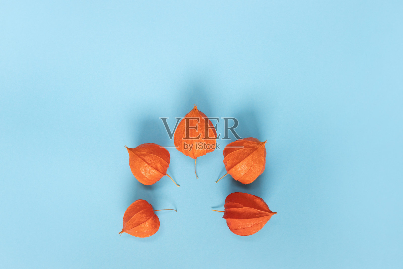 中国灯笼(Physalis franchetii)植物在蓝色背景。蓝色背景上的酸浆分枝。照片摄影图片